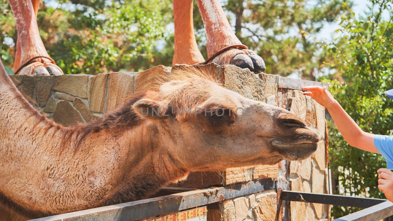 Kid reaching out to a camel over a fence at the zoo