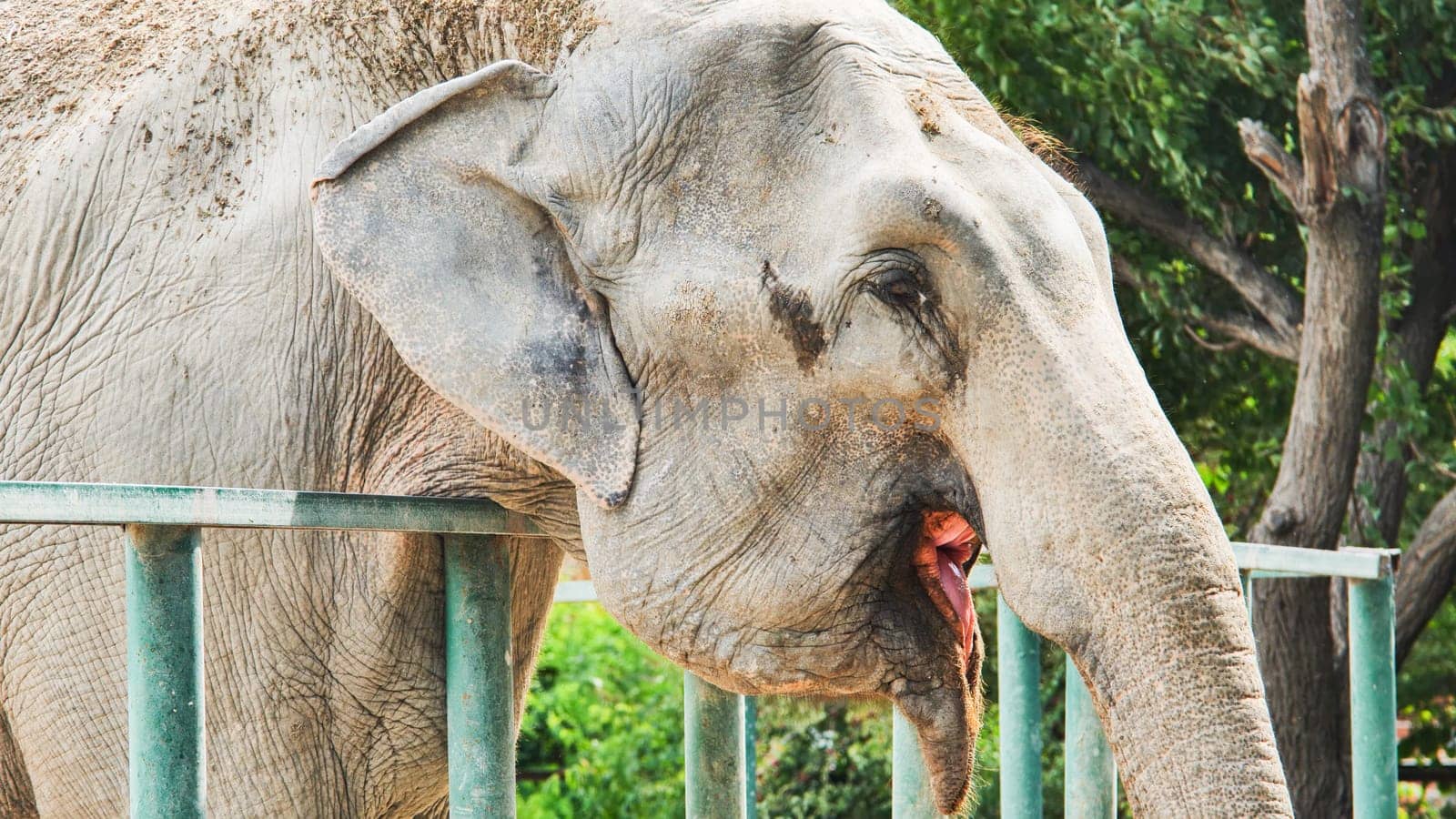 Big beautiful indian elephant showing tongue behind metal fence in safari park, enjoying summer sunny day