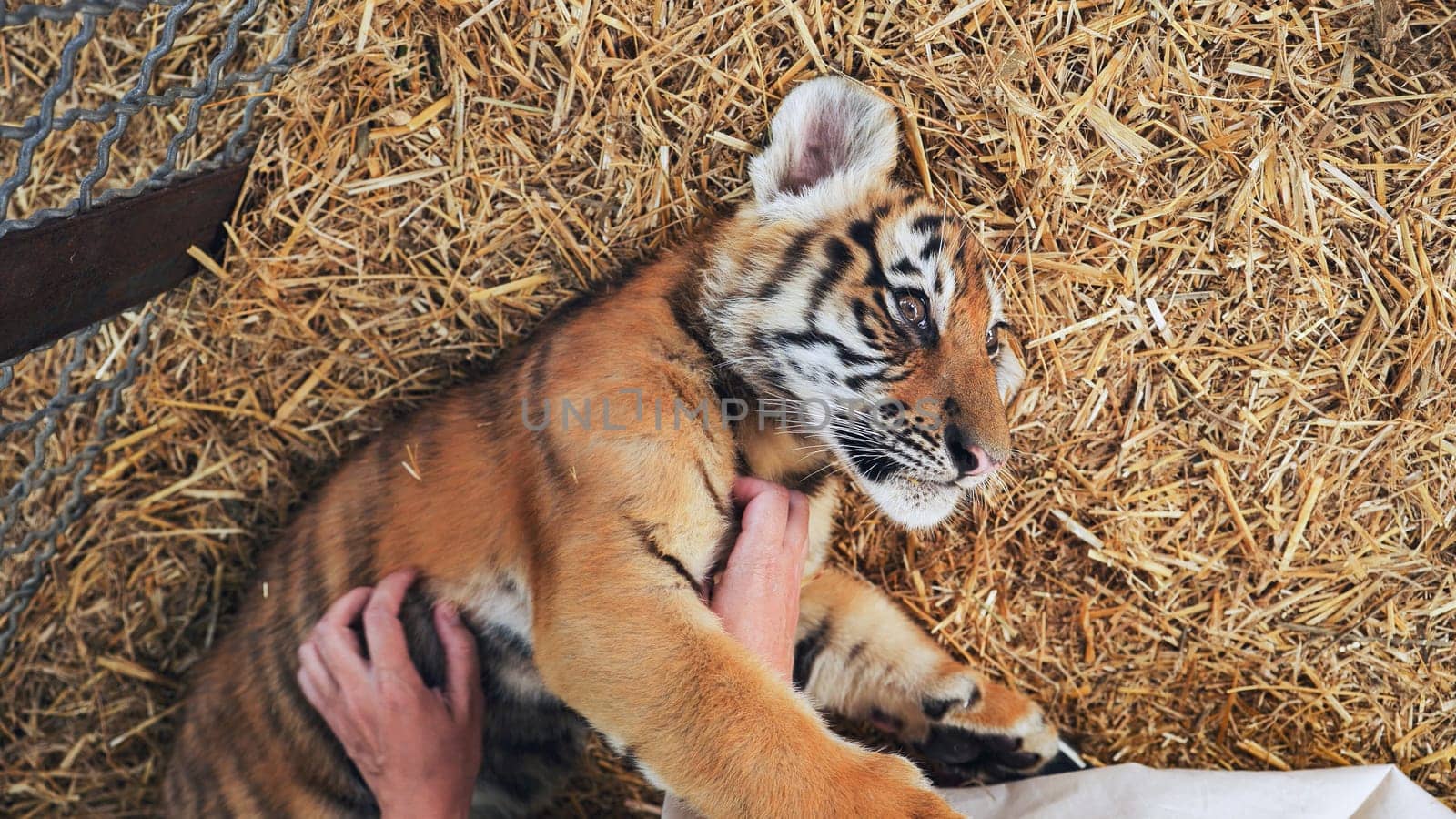 Child gently petting young lion cub during supervised wildlife encounter, creating gentle human animal interaction