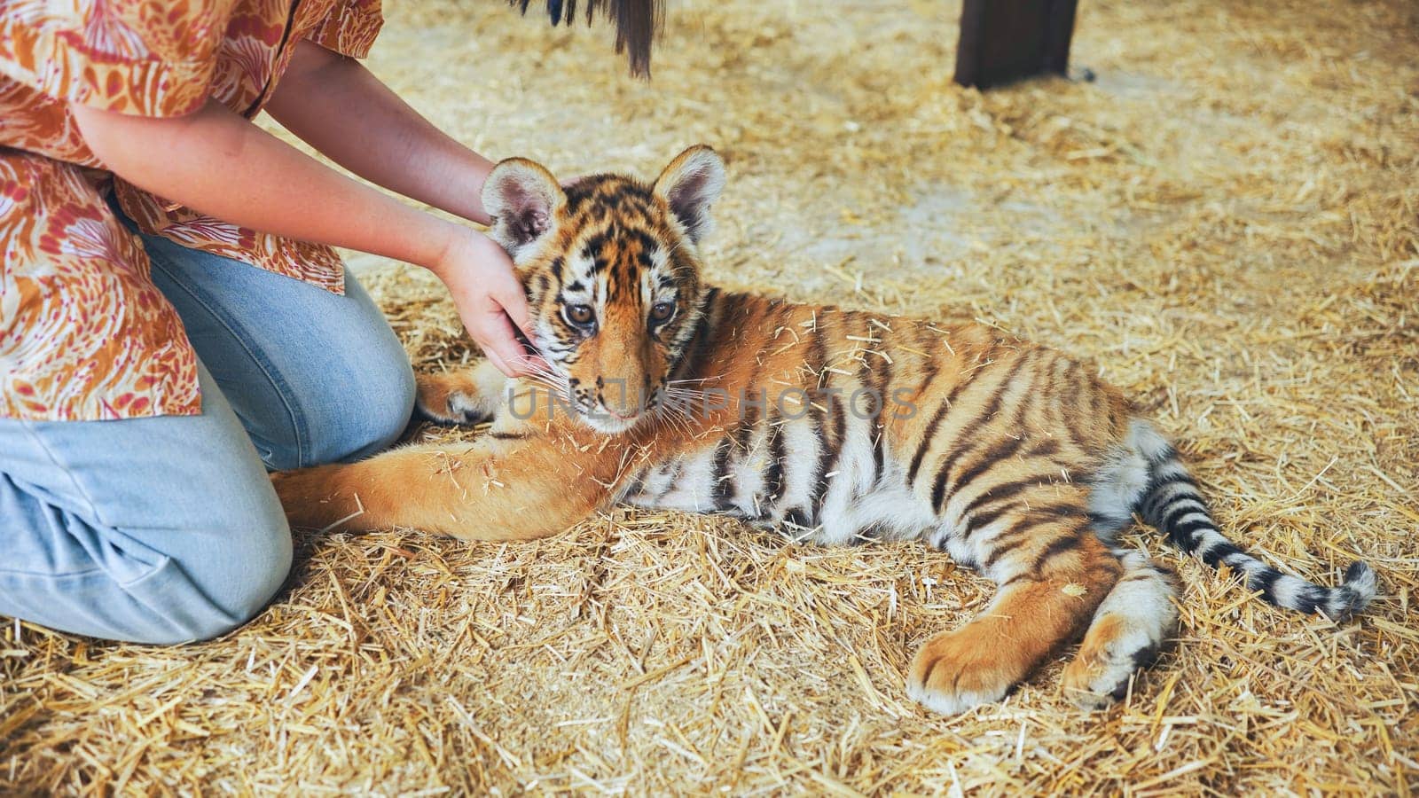 Zookeeper caressing a beautiful tiger cub lying on straw inside a zoo
