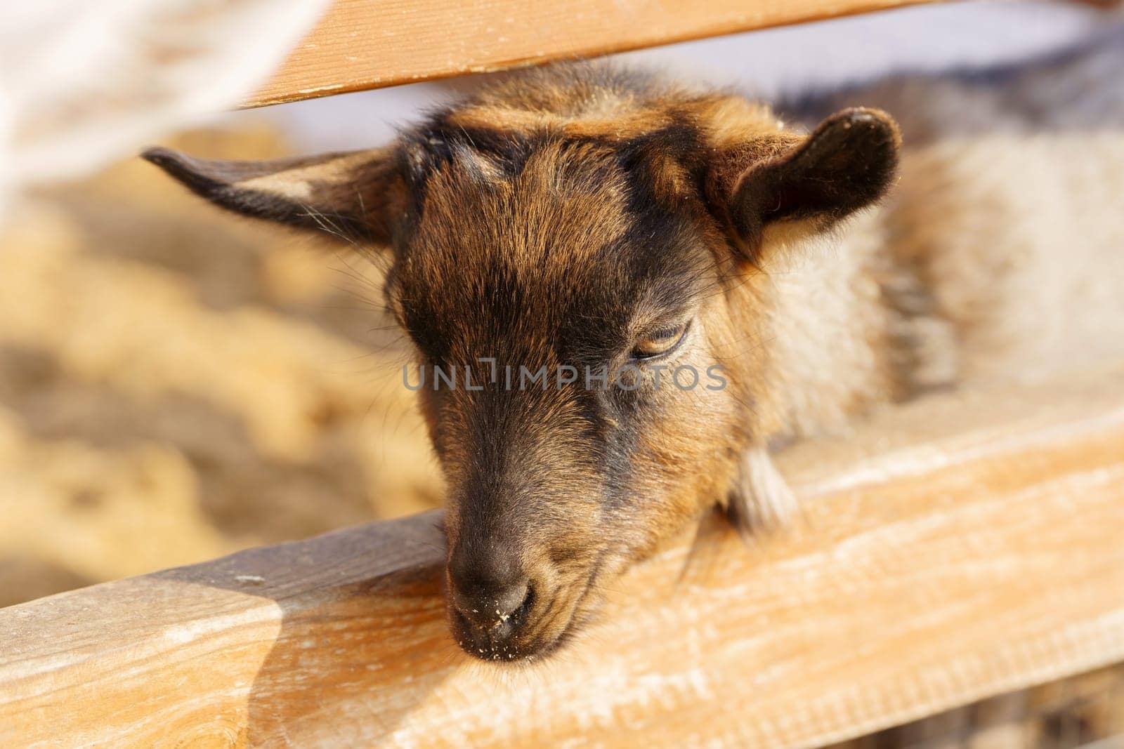 Small white goat explores barnyard on a sunny spring day near a farm