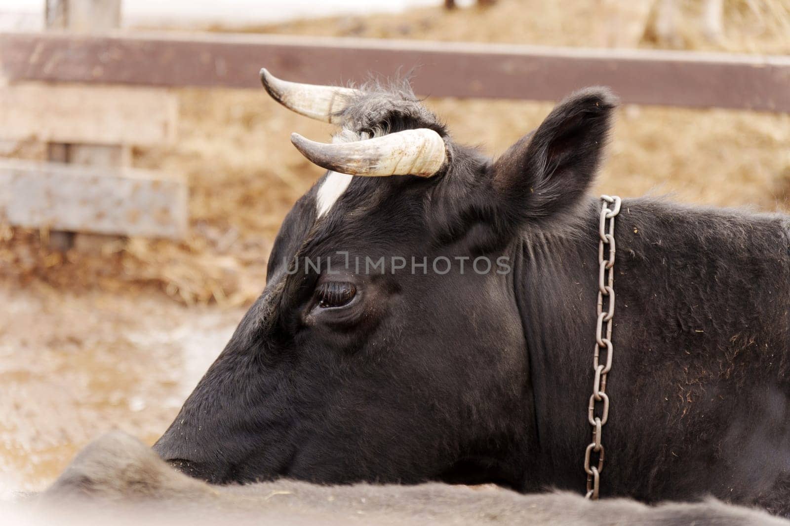 A black and white cow lies peacefully in a farmyard, resting beside another cow