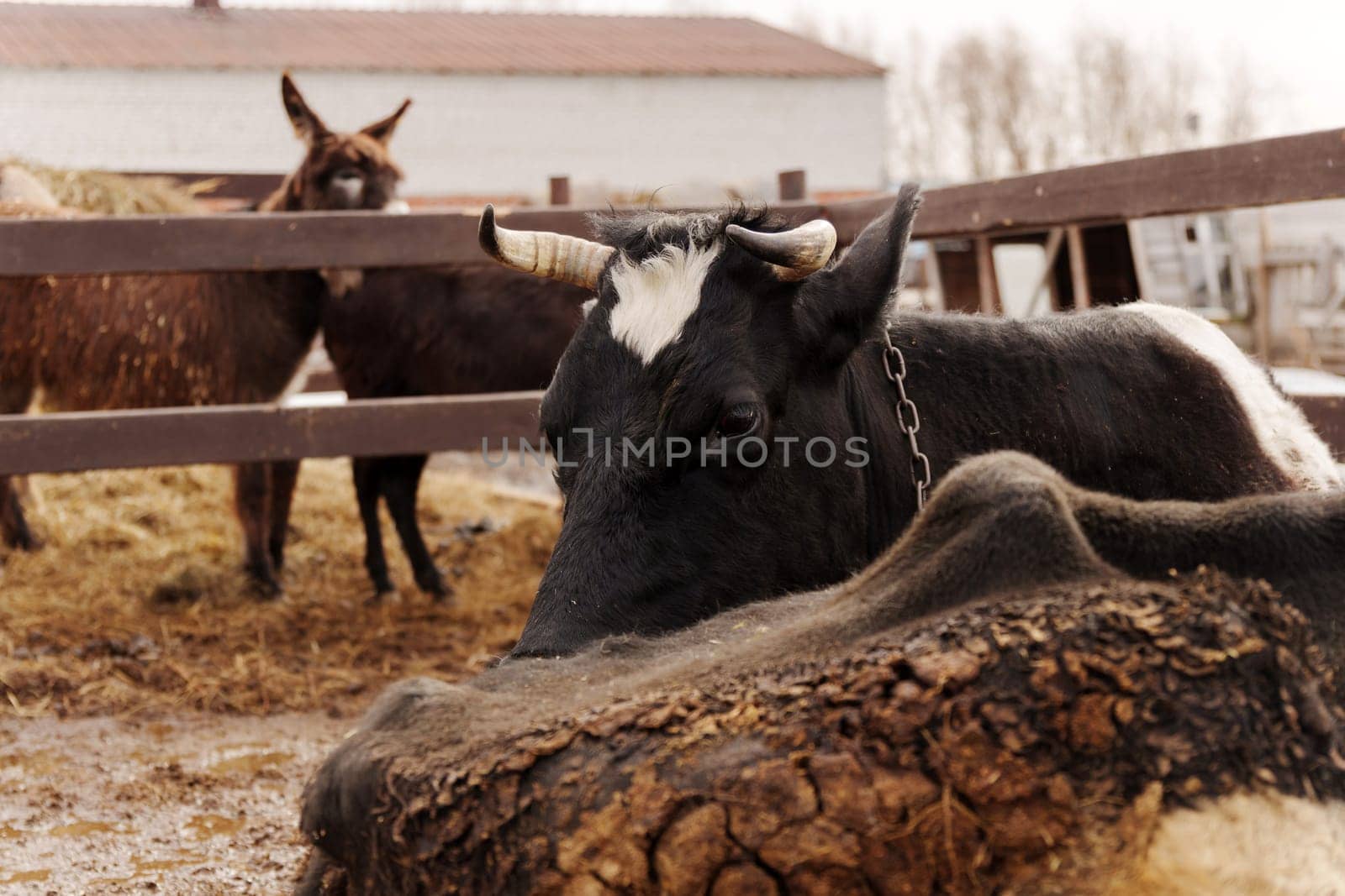 A black and white cow lies peacefully in a farmyard, resting beside another cow