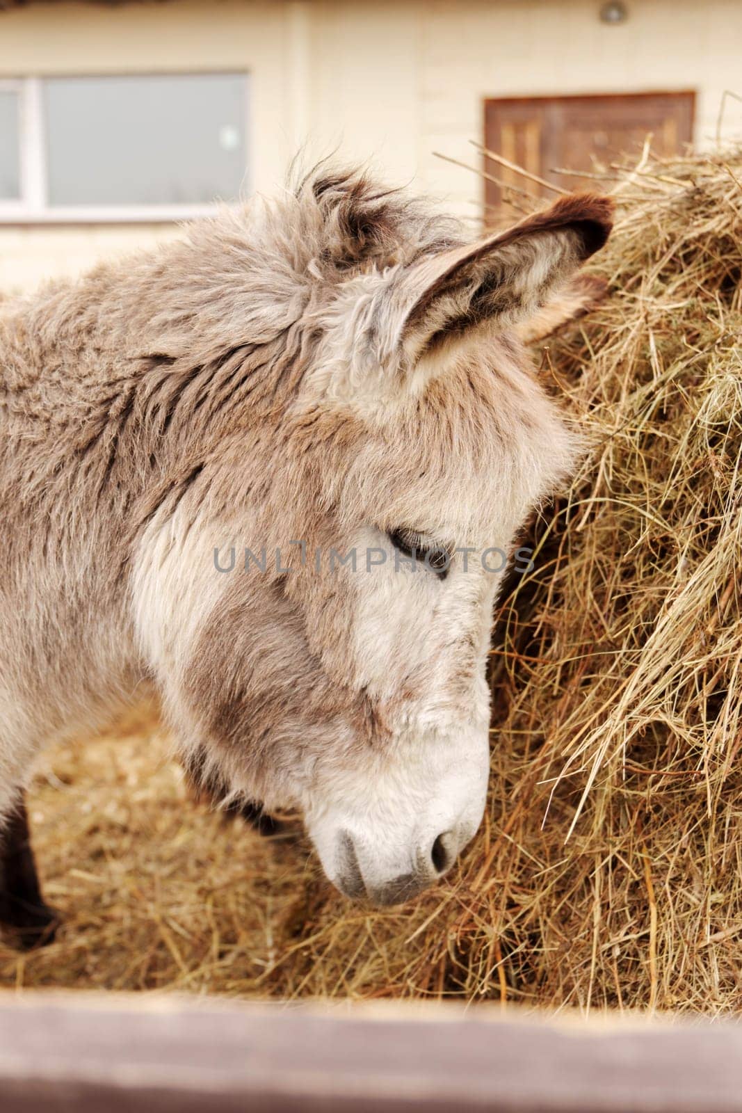 A donkey enjoys munching on a hay bale at a rustic farm setting in early spring