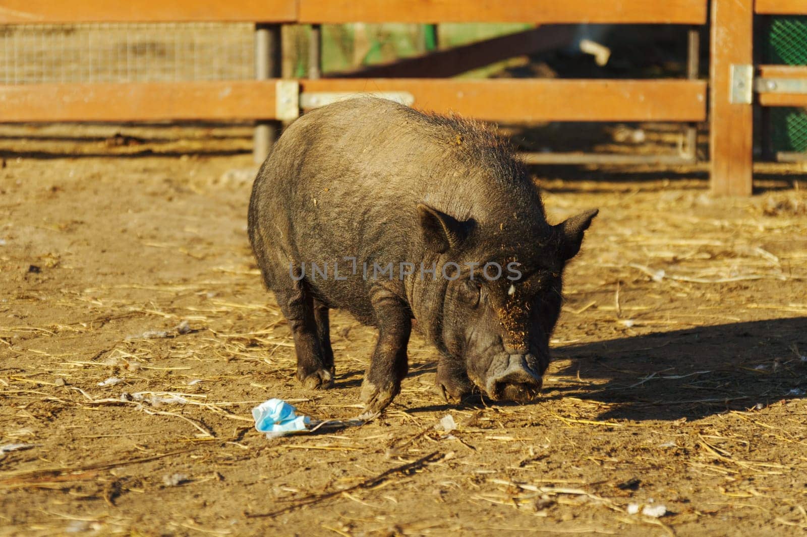 Under the warm sun, a curious wild boar roams its spacious outdoor pen, snuffling the straw-covered ground