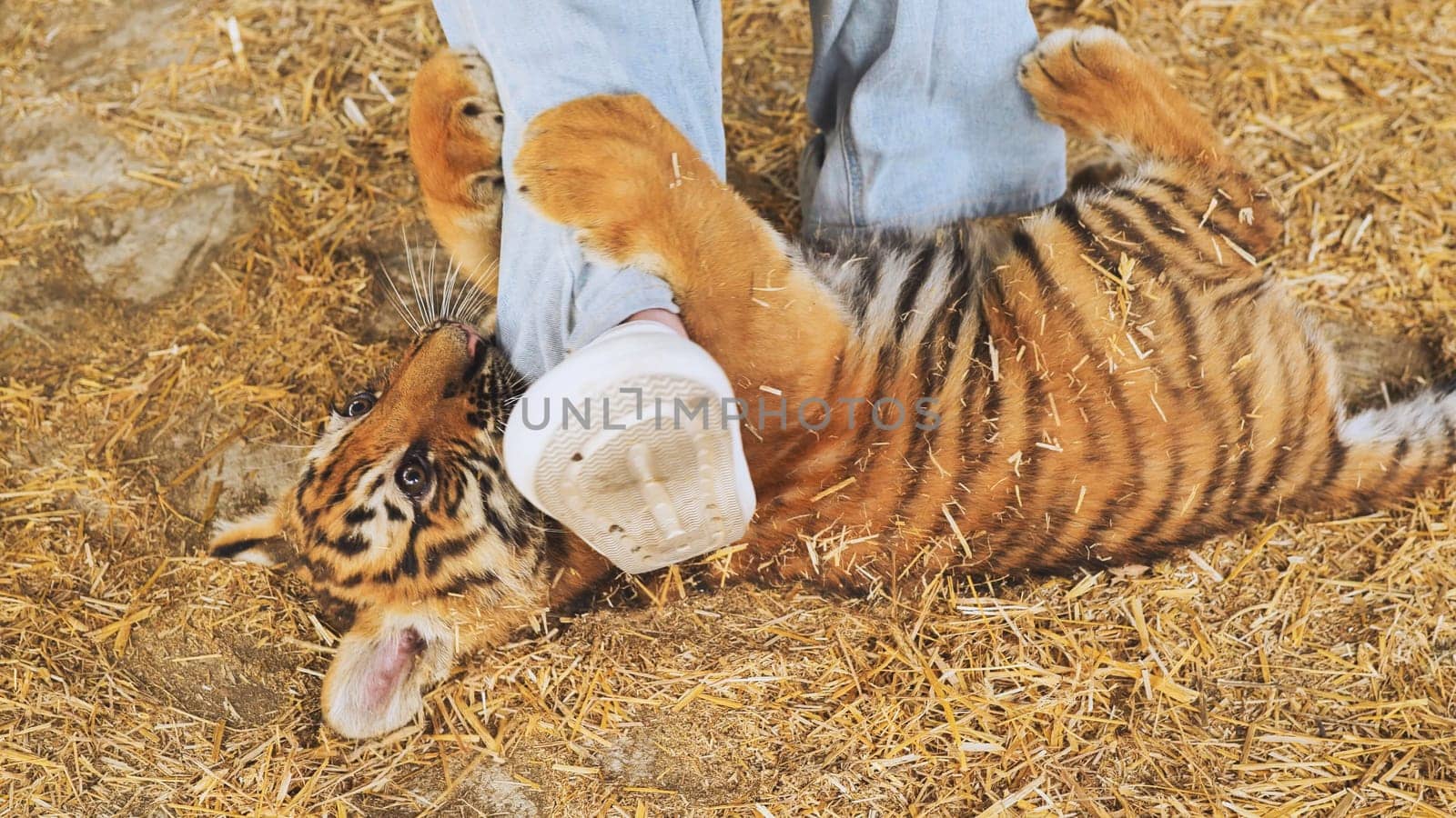 Playful tiger cub biting a zookeeper's leg at the zoo