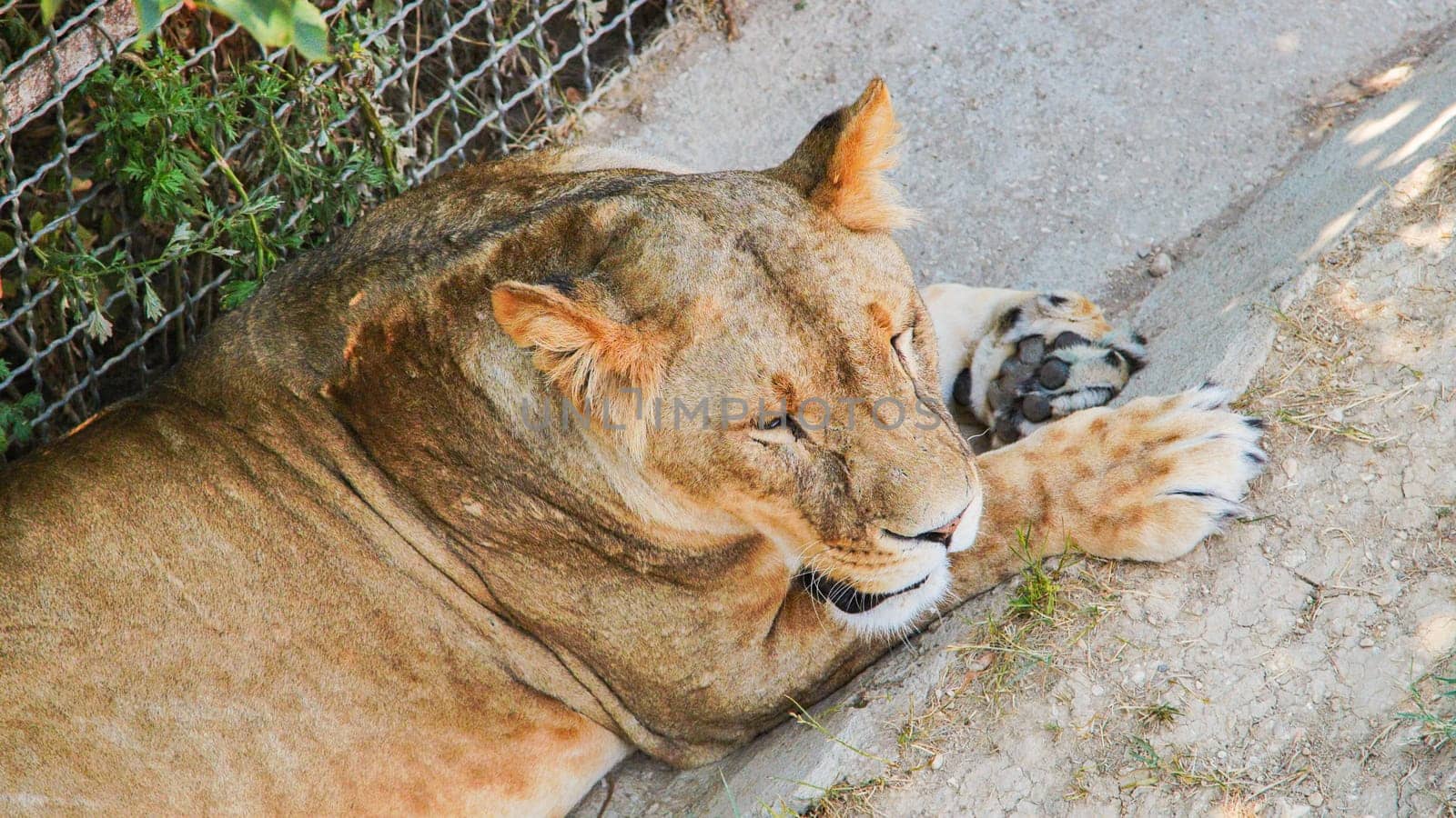 Lioness lounging restfully beside metal fence, basking in golden sunlight during peaceful afternoon at wildlife enclosure