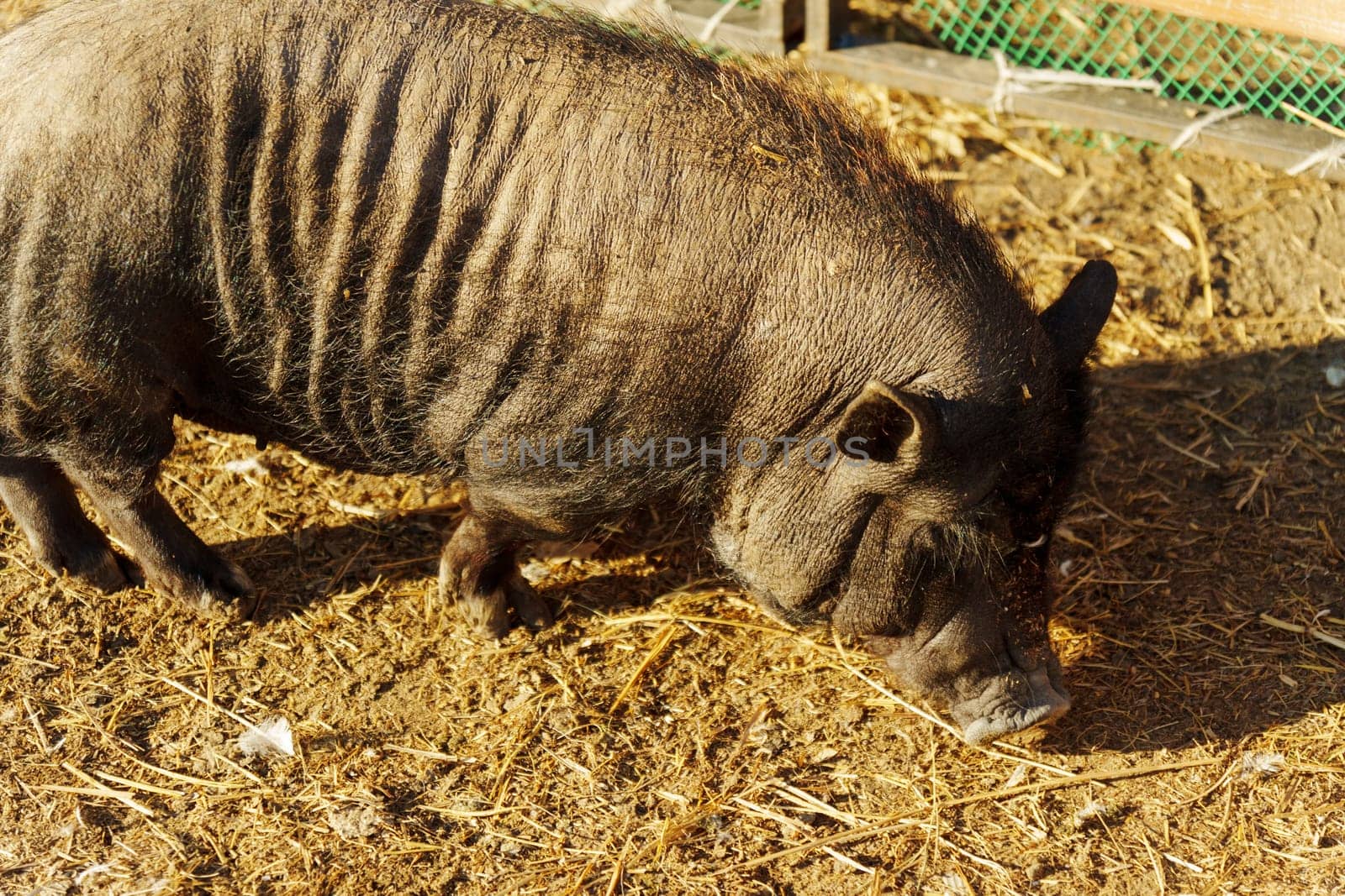 Curious pig explores a sunlit farmyard, digging through golden earth and discovering hidden treasures