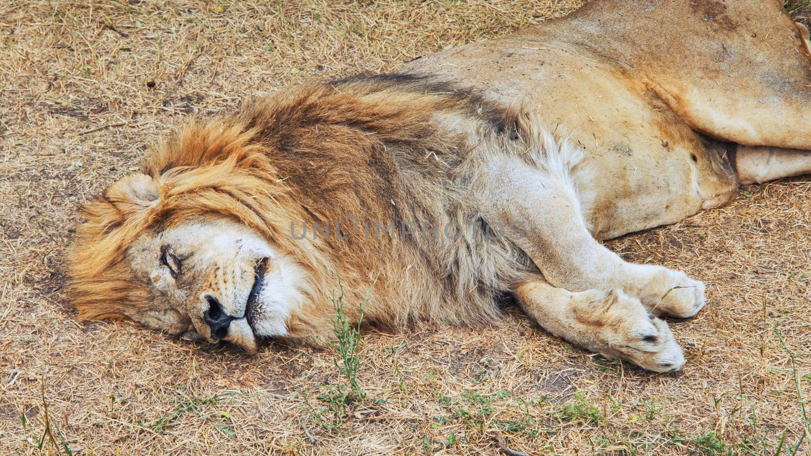 Muscular male lion resting sprawled across dry grassland, experiencing midday serenity within wildlife enclosure