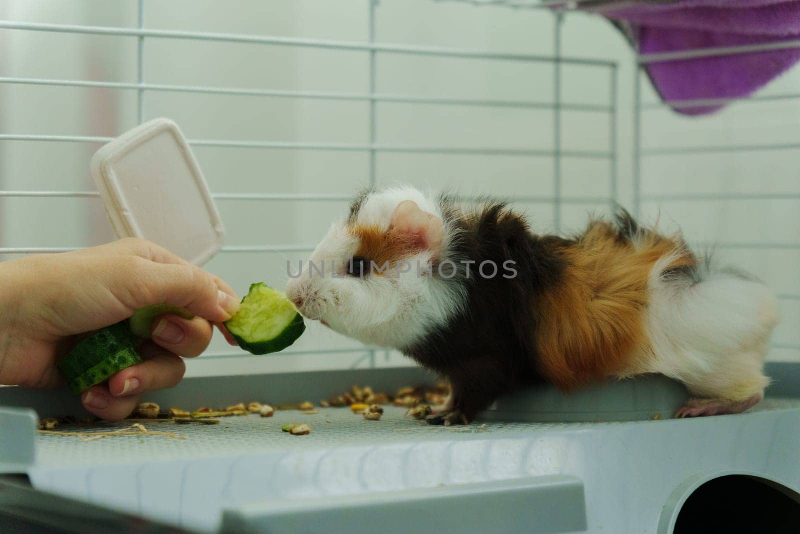 Gentle hand offers a crisp slice of cucumber, the inquisitive guinea pig emerges, savoring the refreshing treat with delight
