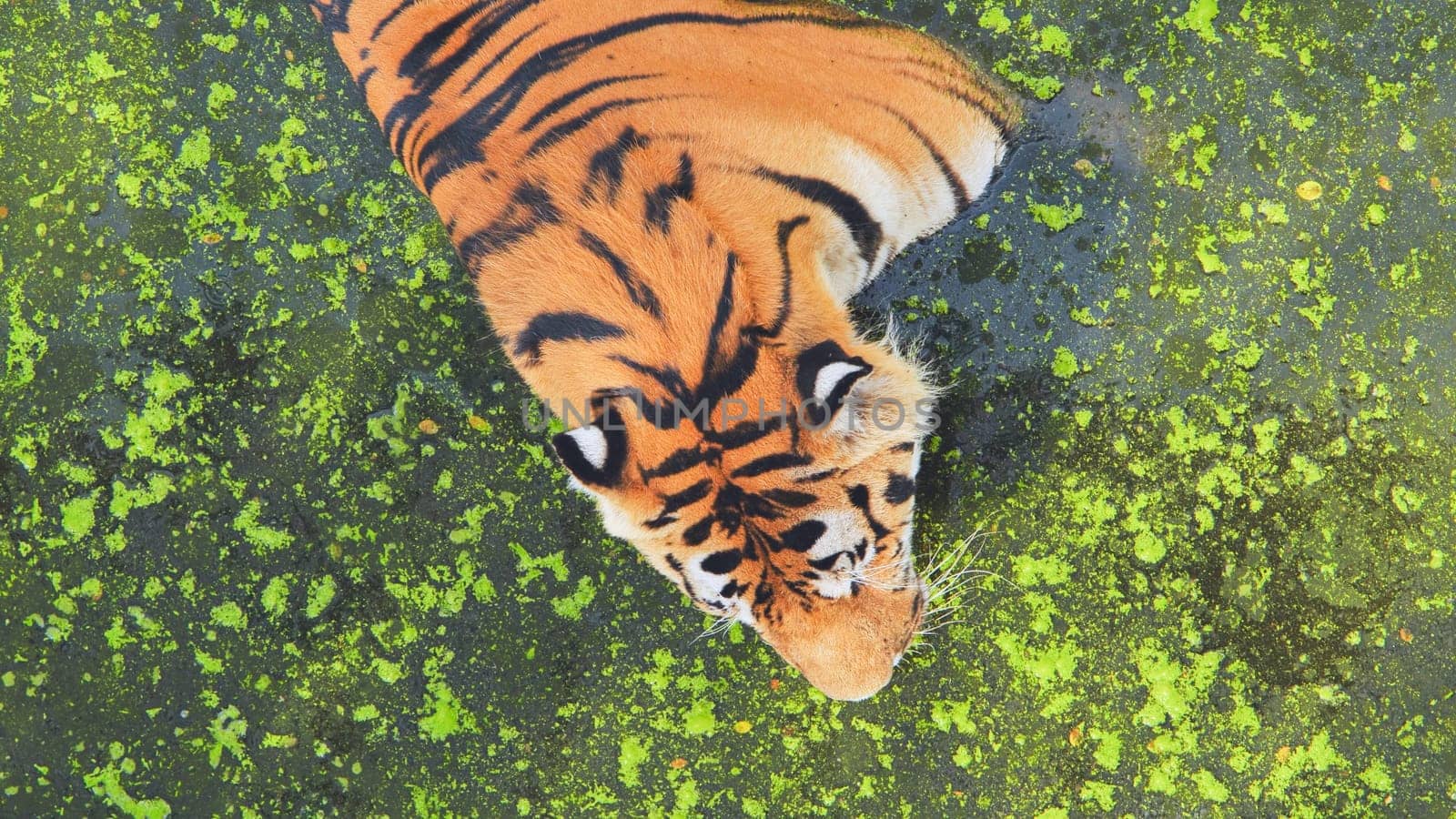 Majestic tiger drinking from a pond covered in green algae, in a safari park, seen from above