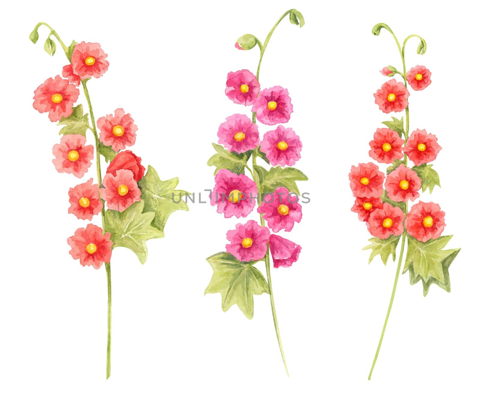 Red and magenta hollyhock flowers watercolor illustration with clustered stems. Hand drawn botanical clipart Suitable for spring-themed designs, wrapping paper, greeting cards, and home textiles