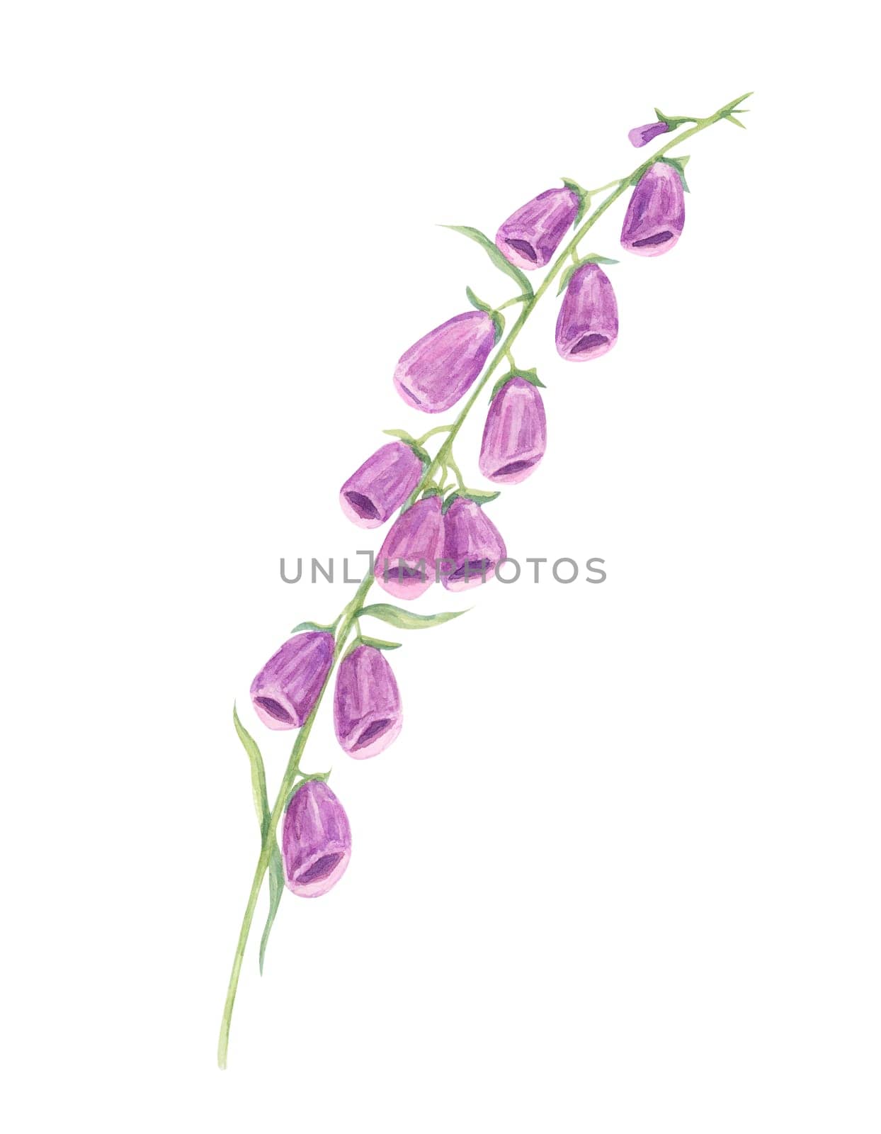 Purple and pink foxglove stems watercolor illustration, detailed with graceful blooms. Ideal for nature-inspired patterns, stationery, home textiles, and digital backgrounds