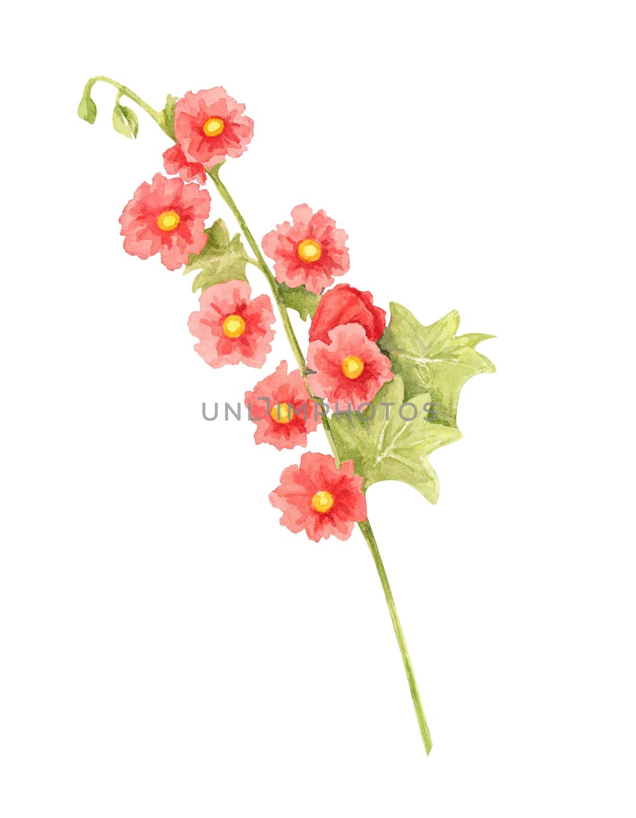 Scarlet red hollyhock flower watercolor illustration with delicate leaves. Hand drawn clipart Ideal for greeting cards, wall art, textiles, and digital pattern designs featuring garden flowers