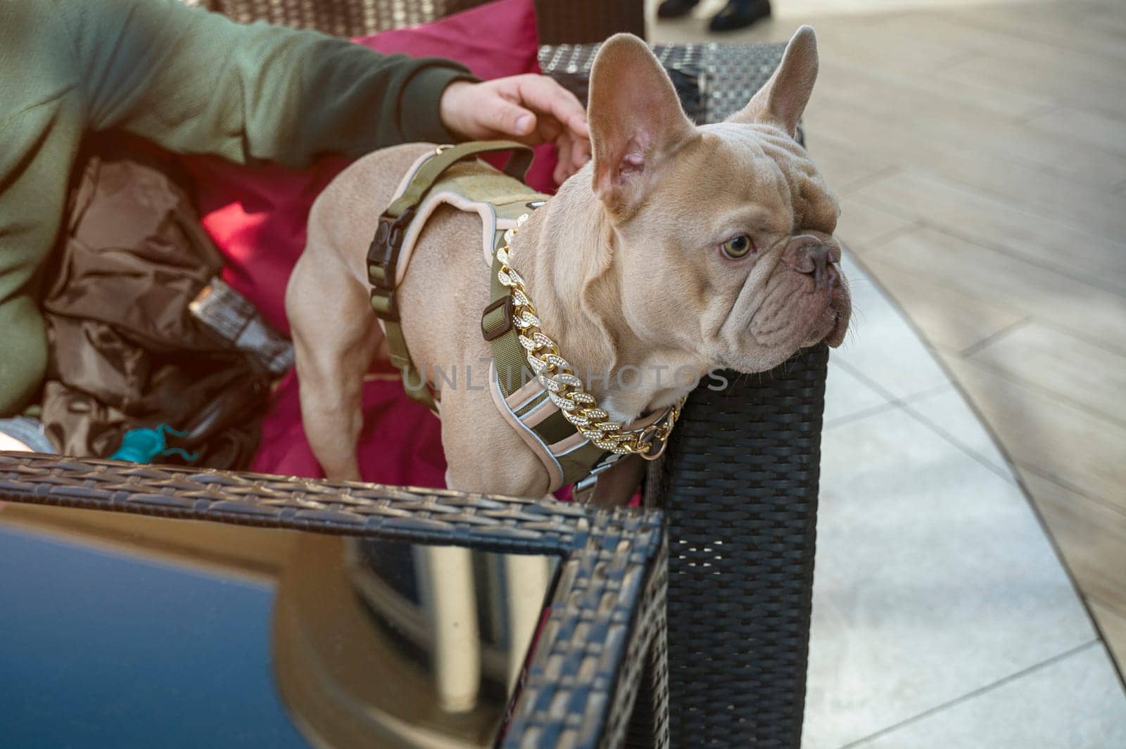 Grey french bulldog with his owner in cafe on the sofa. Only owner's hand is visible. Cute dog has gold chain with stones and modern dark green leash. Sweet and trusting moment.