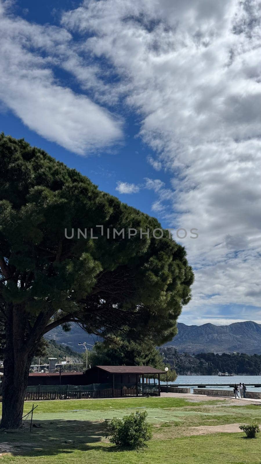 Budva, Montenegro - April 17, 2025: Seaside view showcasing a large tree and clouds, reflecting the beauty and tranquility of nature