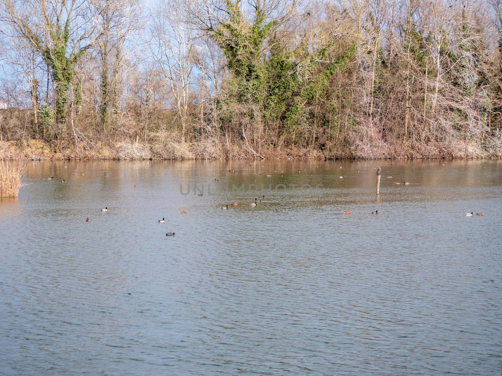 Wild birds in a pond. High quality photo