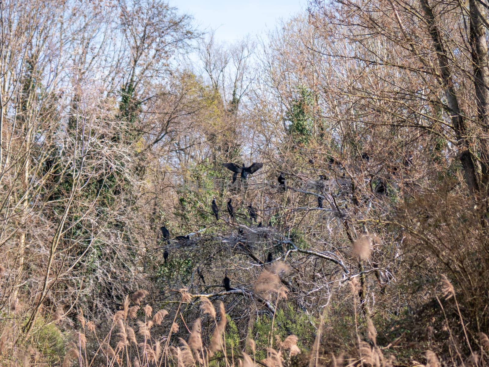 Wild life cormorants in nature. High quality photo
