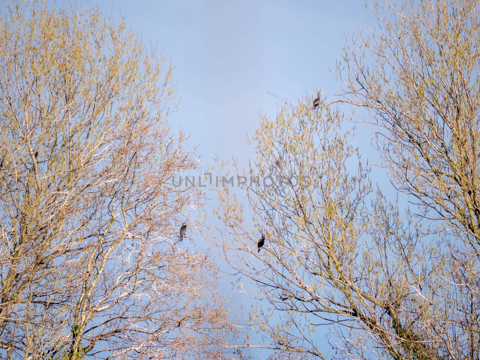 Wild life cormorants in nature. High quality photo