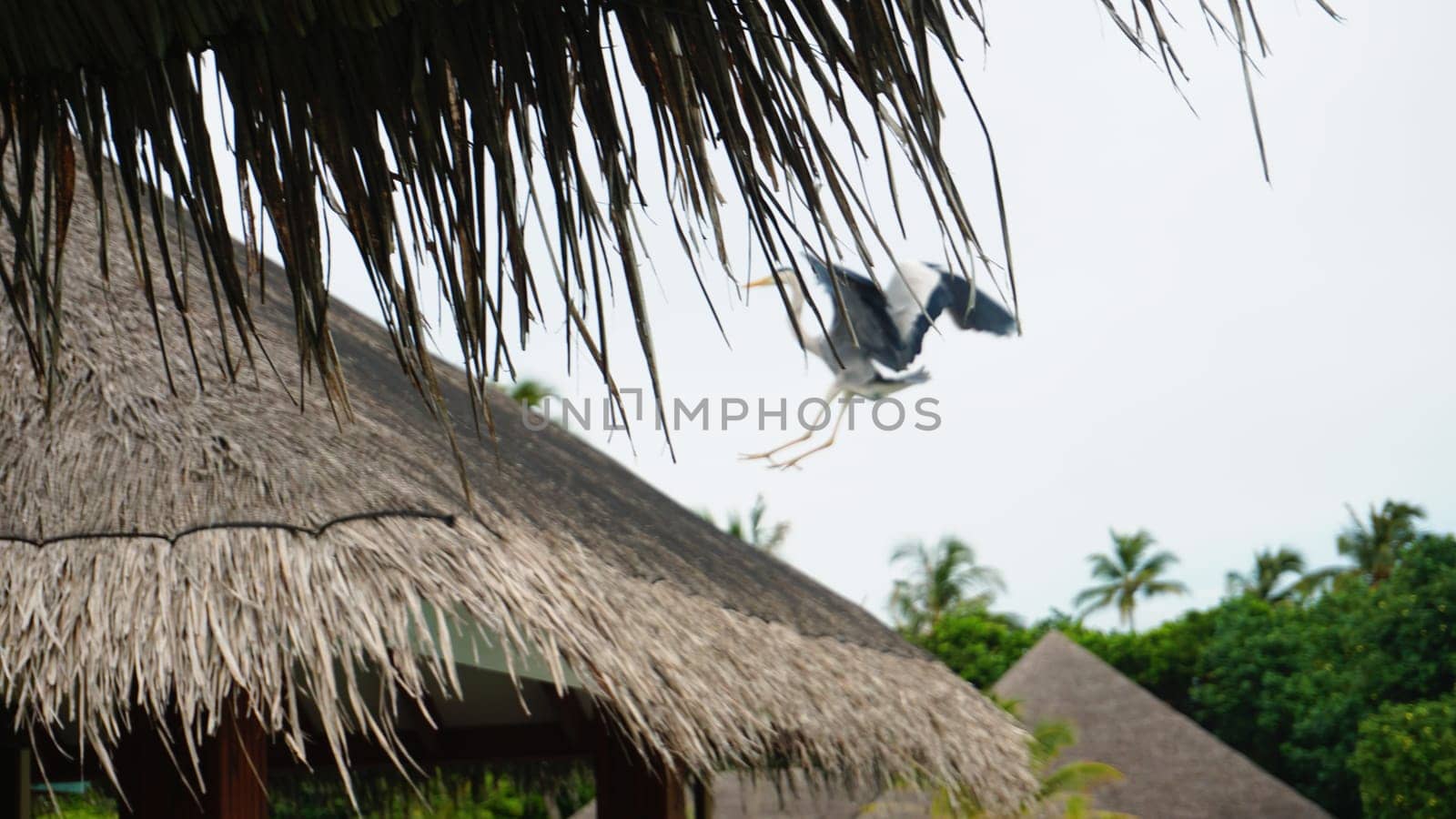 Grey heron gliding gracefully over a thatched roof bungalow, embodying the serene beauty of a tropical paradise nestled in the maldives, surrounded by lush landscapes and tranquil waters