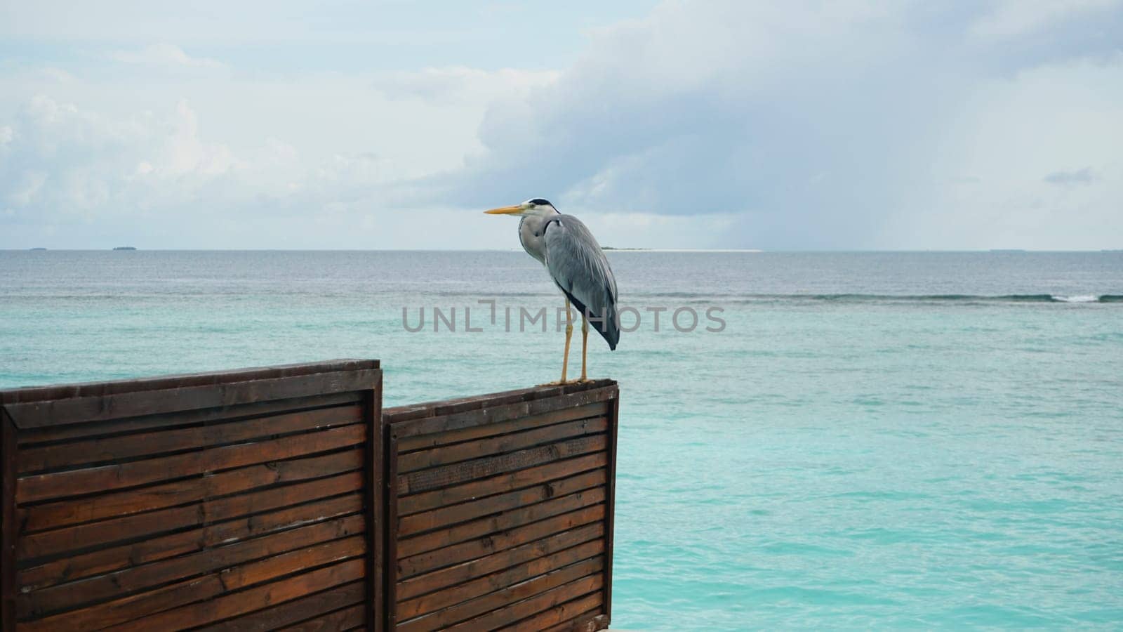 Grey heron standing gracefully on a wooden fence, overlooking the crystal-clear turquoise waters of the ocean, creates a tranquil and picturesque tropical scene