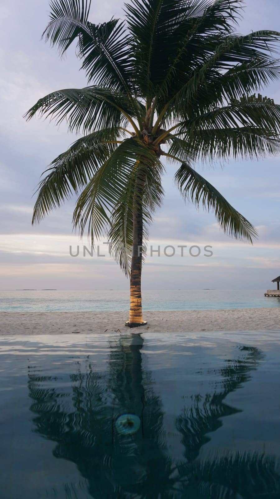 Tranquil scene featuring a palm tree reflecting in an infinity pool at sunset, enveloping the viewer in a serene ambiance of a tropical paradise in the maldives