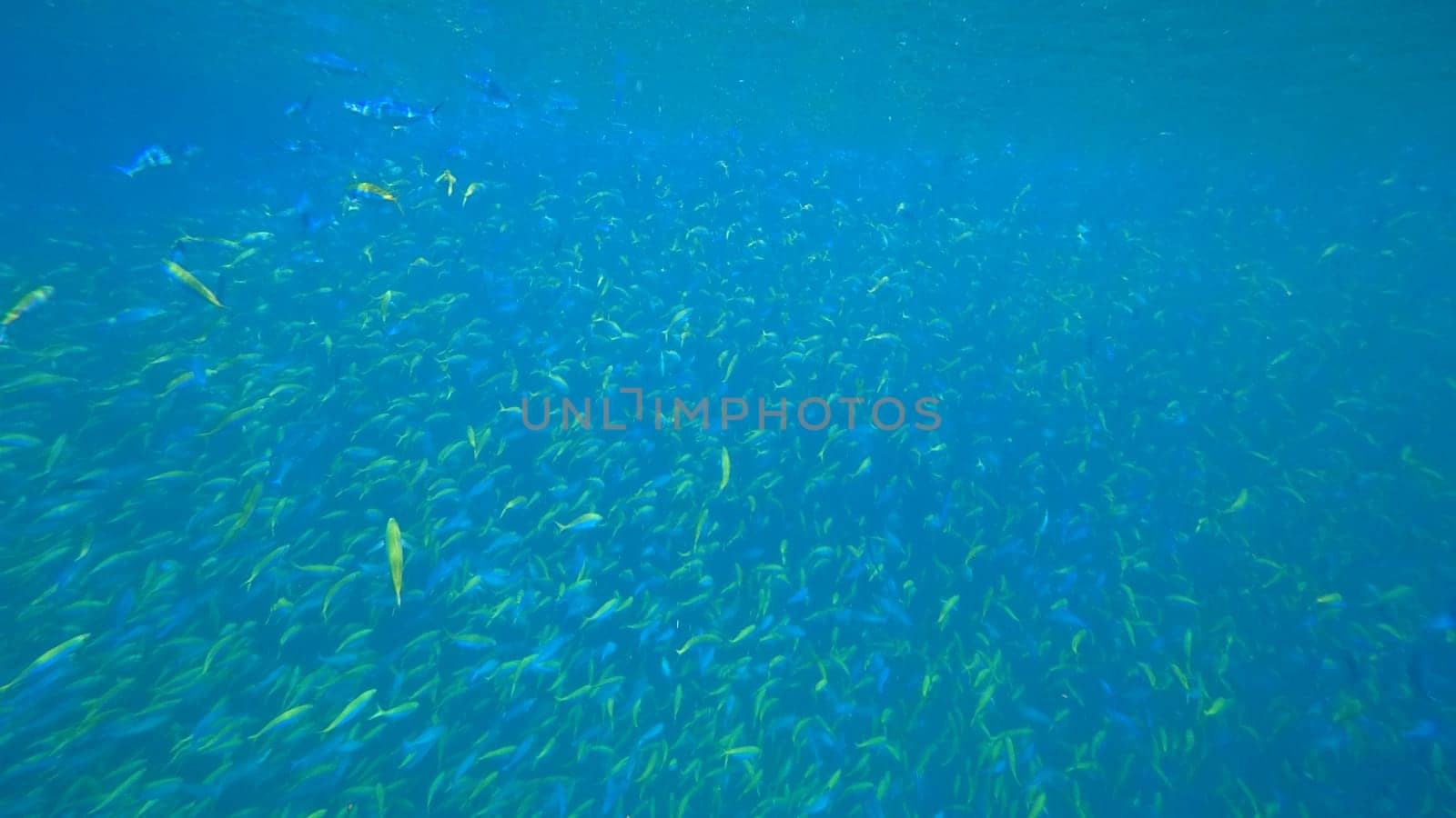 Large school of vibrant fusilier fish swimming gracefully through clear blue tropical waters, creating an enchanting underwater scene filled with color and life