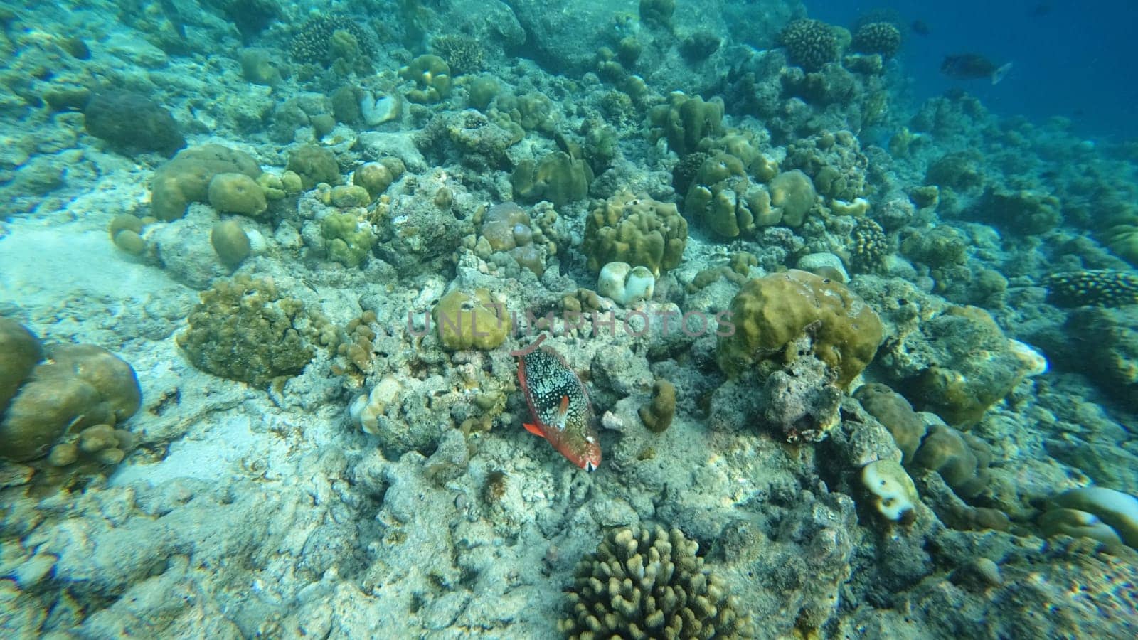 Vibrant parrotfish navigates the colorful coral reef ecosystem in pristine tropical waters, showcasing the beauty and biodiversity of the underwater world