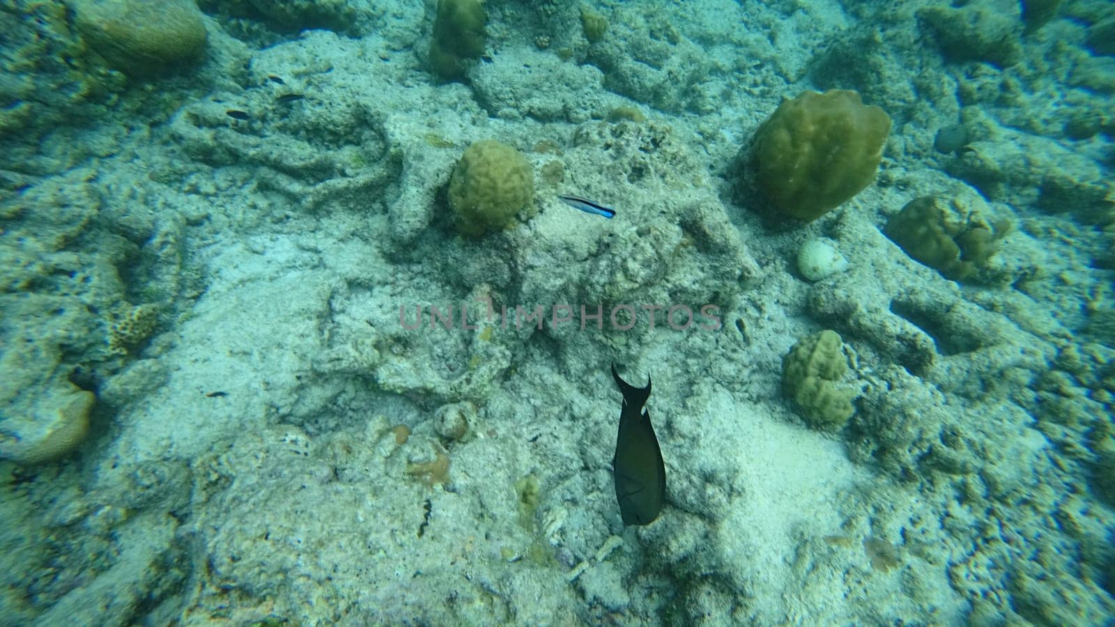 Surgeonfish gracefully swimming among vibrant coral reefs in the shallow waters of a tropical ocean, accompanied by small blue fish and a variety of colorful marine life