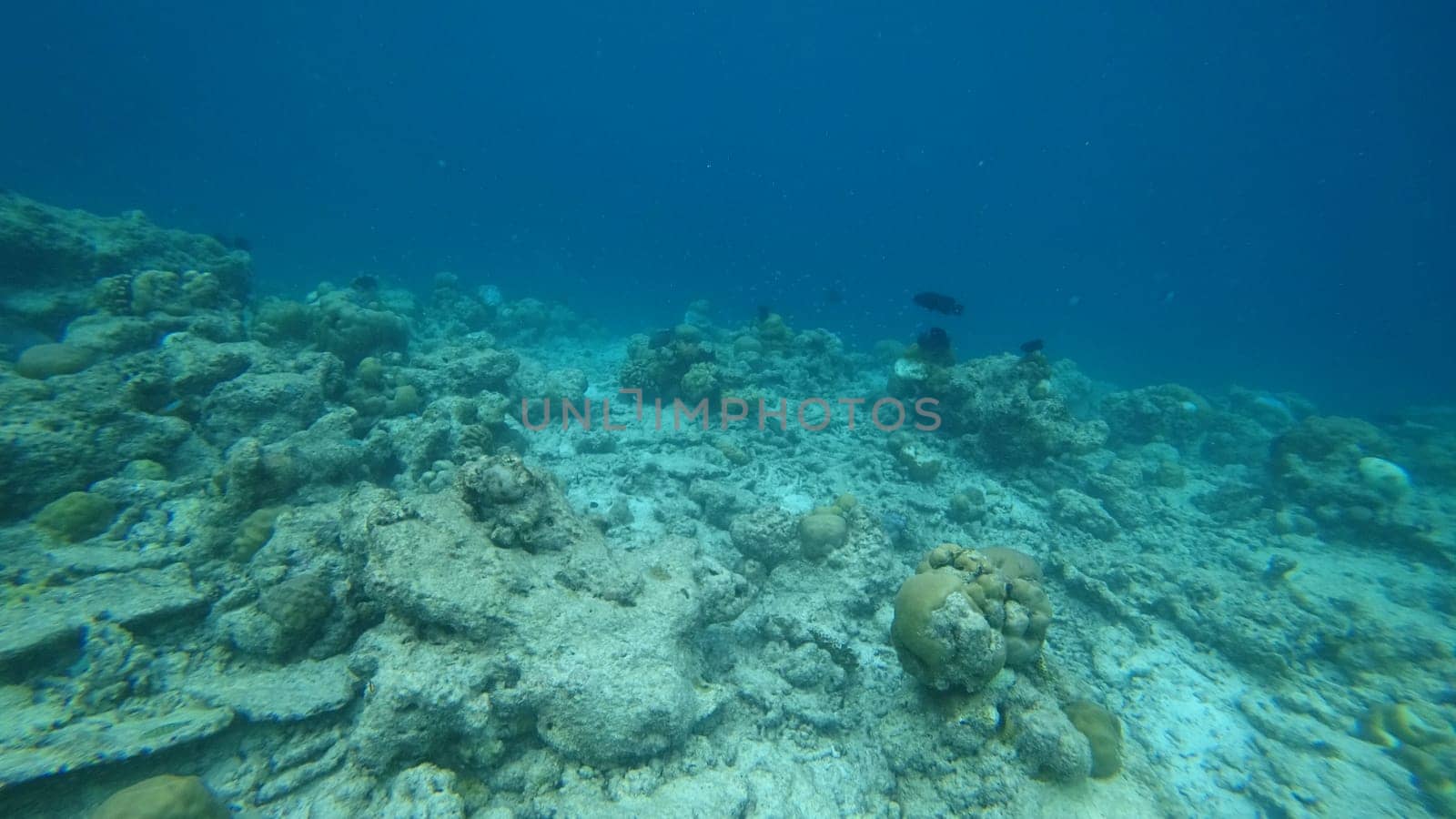 Underwater scene revealing a stunning coral reef suffering from the impacts of climate change, pollution, and overfishing, while vibrant tropical fish swim gracefully around