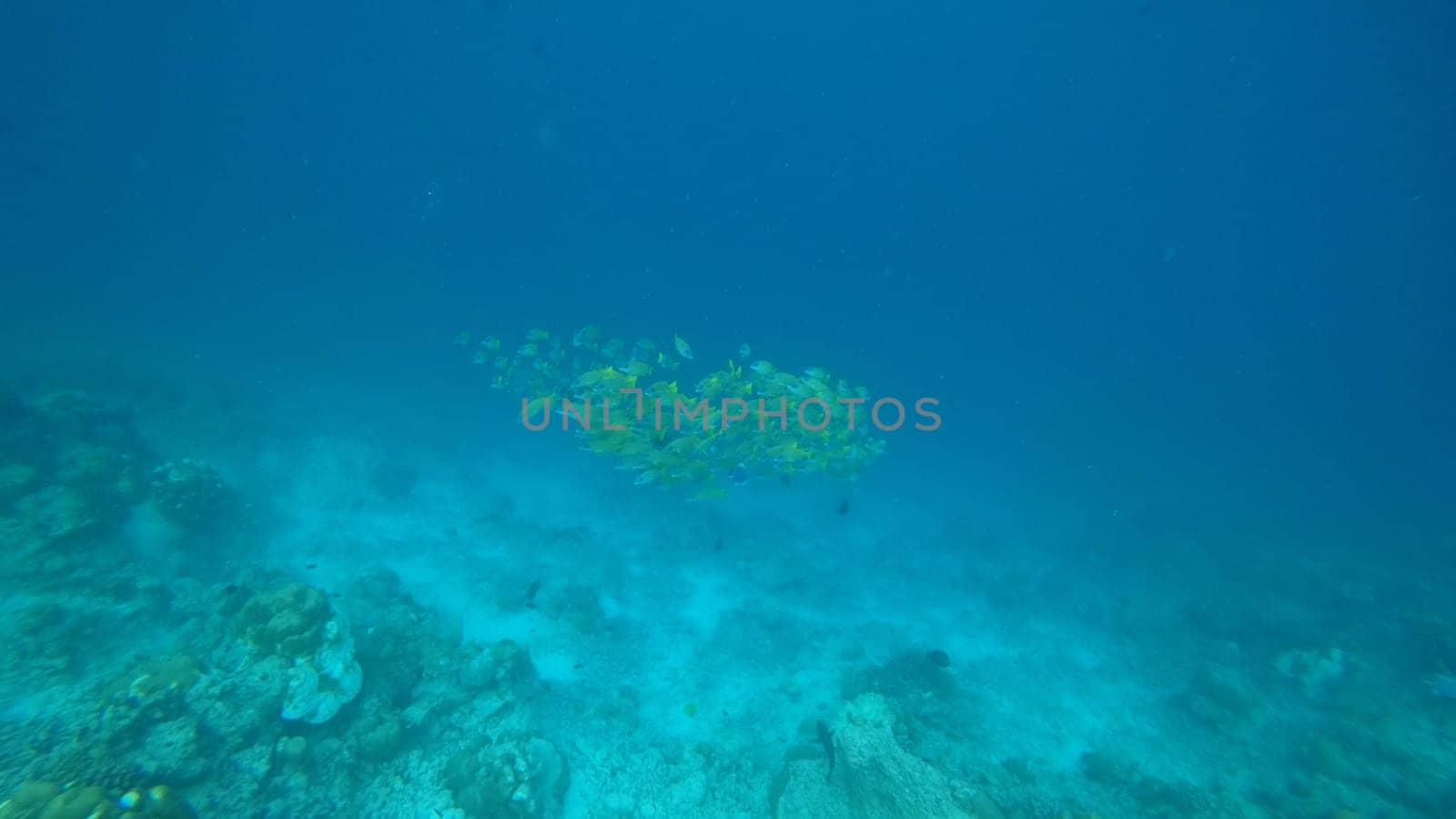 Large school of small yellow and silver fish swimming in unison above a vibrant coral reef, gliding gracefully through clear blue tropical waters, showcasing the beauty of marine life