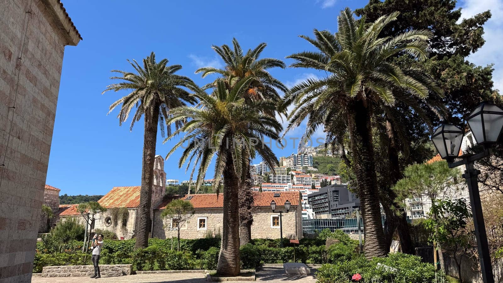 Budva, Montenegro - April 18, 2025: Landscape with palm trees in the historic Old Town, framed by mountains and clear blue skies