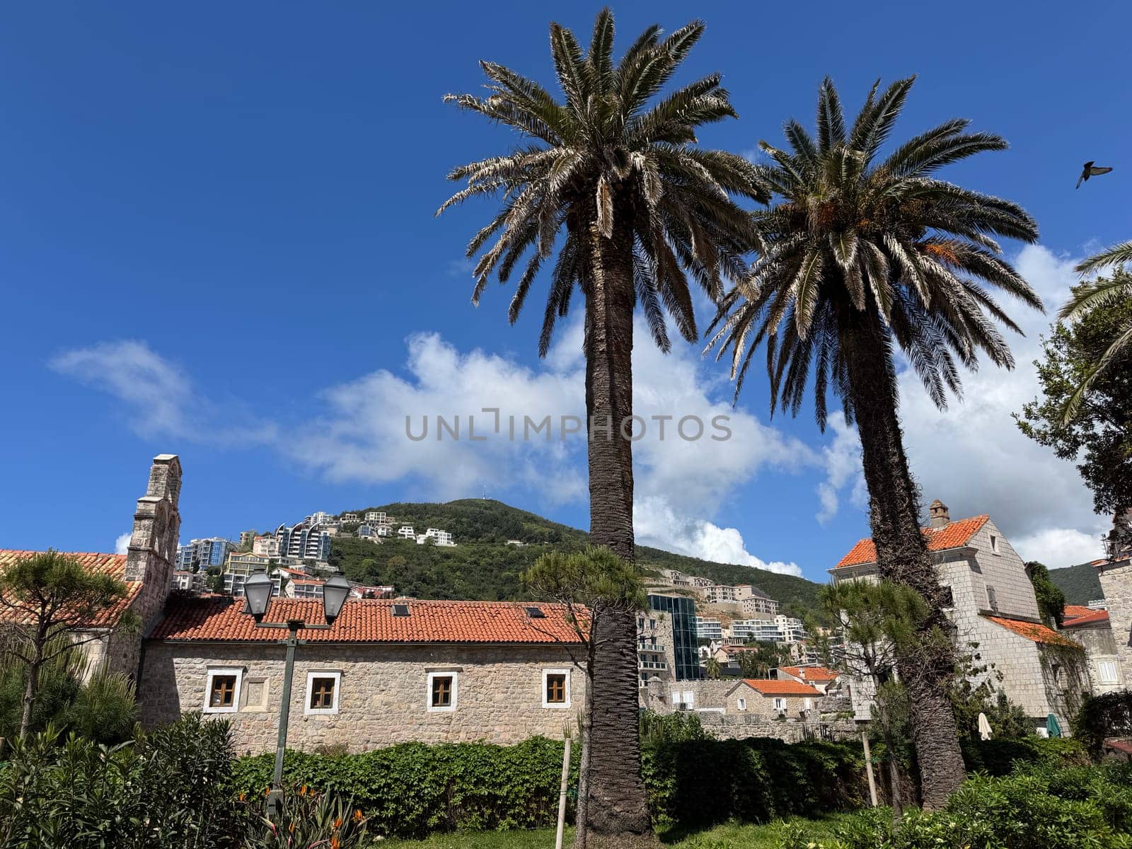 Budva, Montenegro - April 18, 2025: Palm trees grow in a picturesque place framed by the historical architecture of the Old Town next to the church