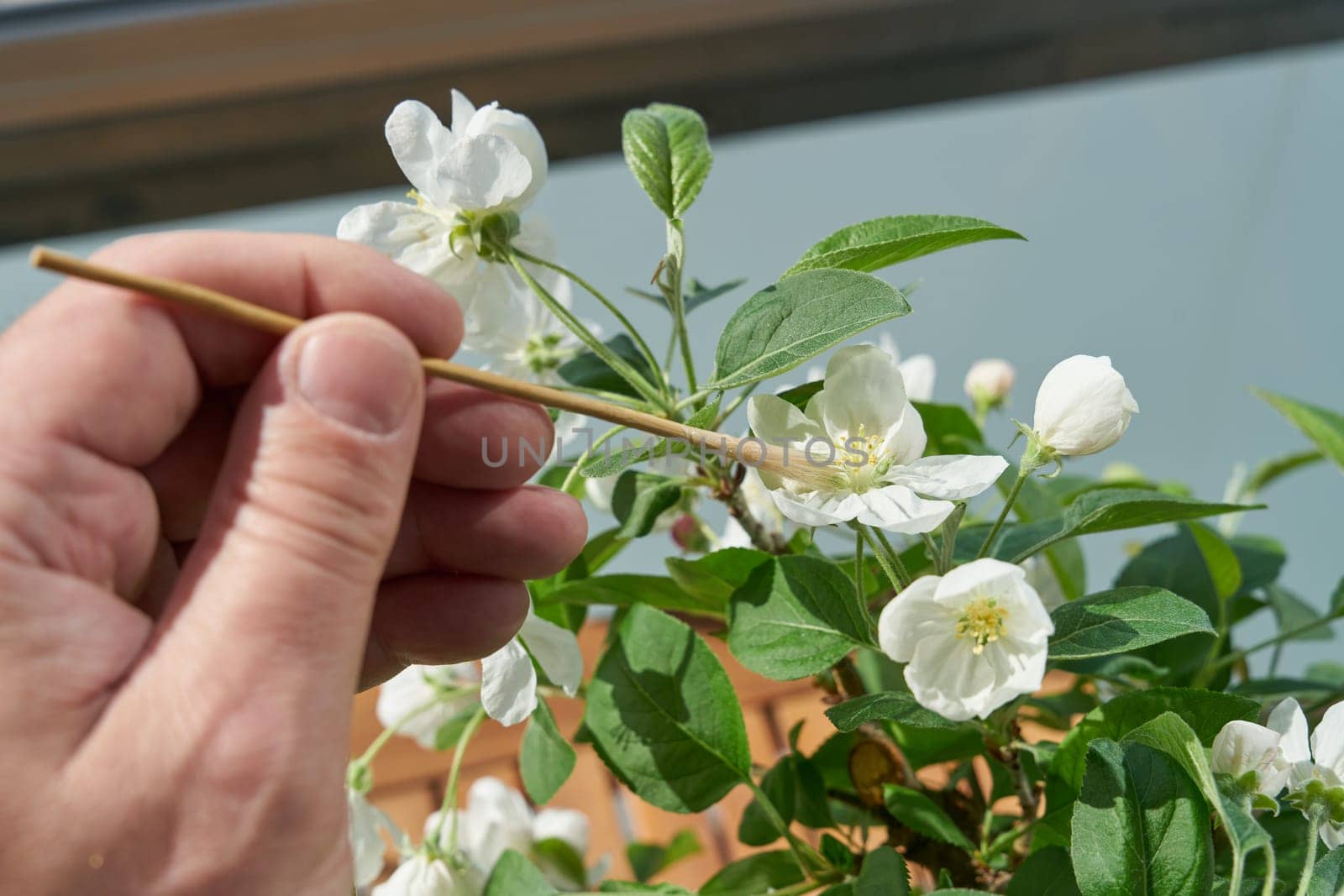 Artificial pollination of the blossom of an apple tree bonsai Malus Evereste in spring with a small brush