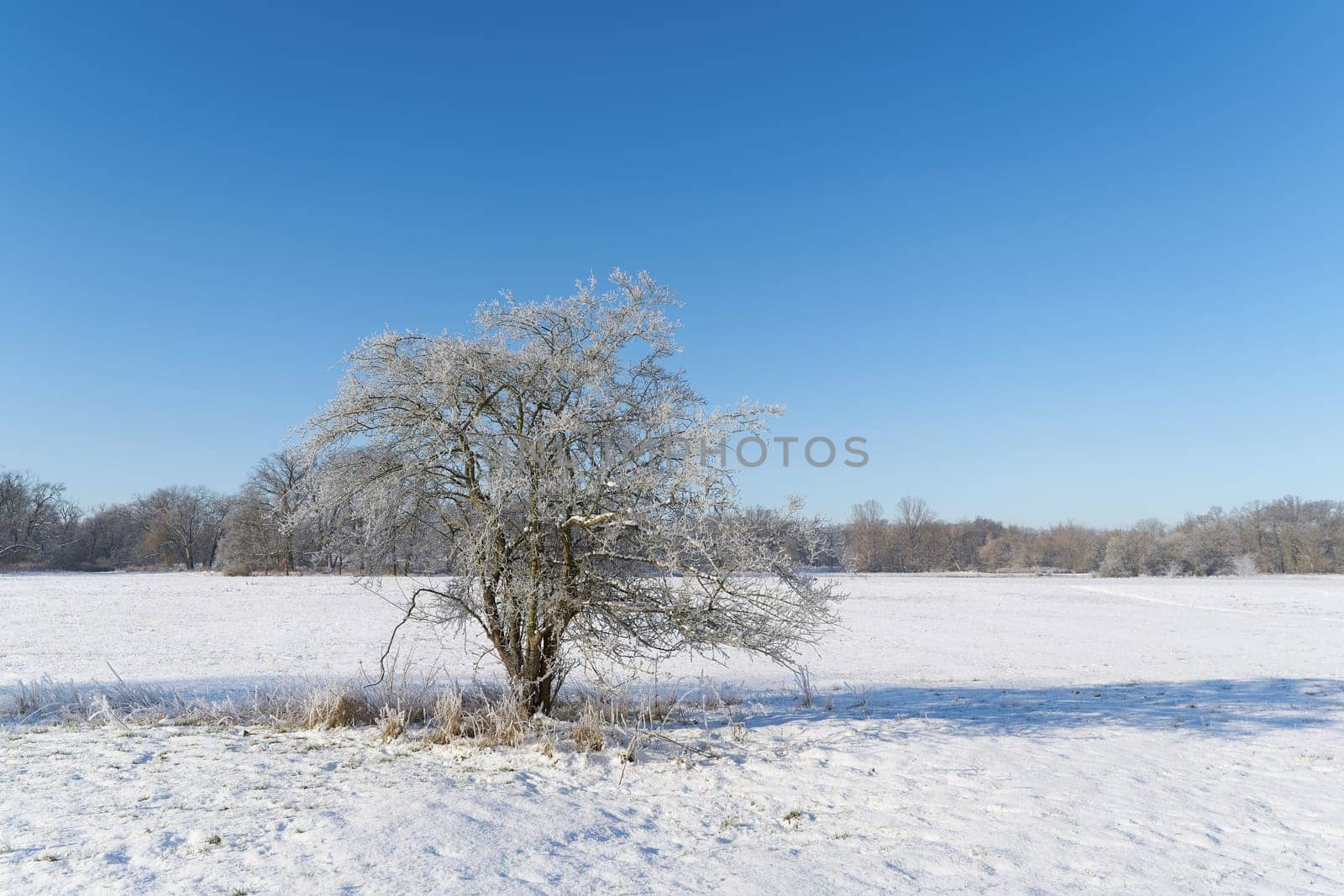 Winter landscape in the Rotehorn city park in Magdeburg with a hawthorn, Crataegus monogyna in the foreground