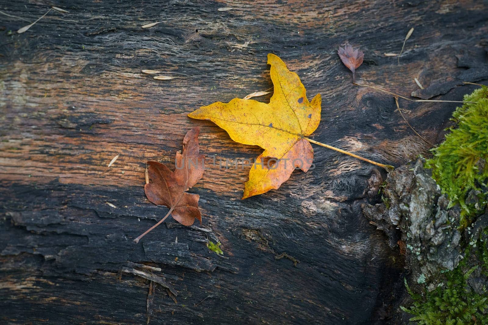 Leaves of a field maple, Feldahorn, Acer Campestre, with bright fall color on a tree trunk in autumn in the forest ….......