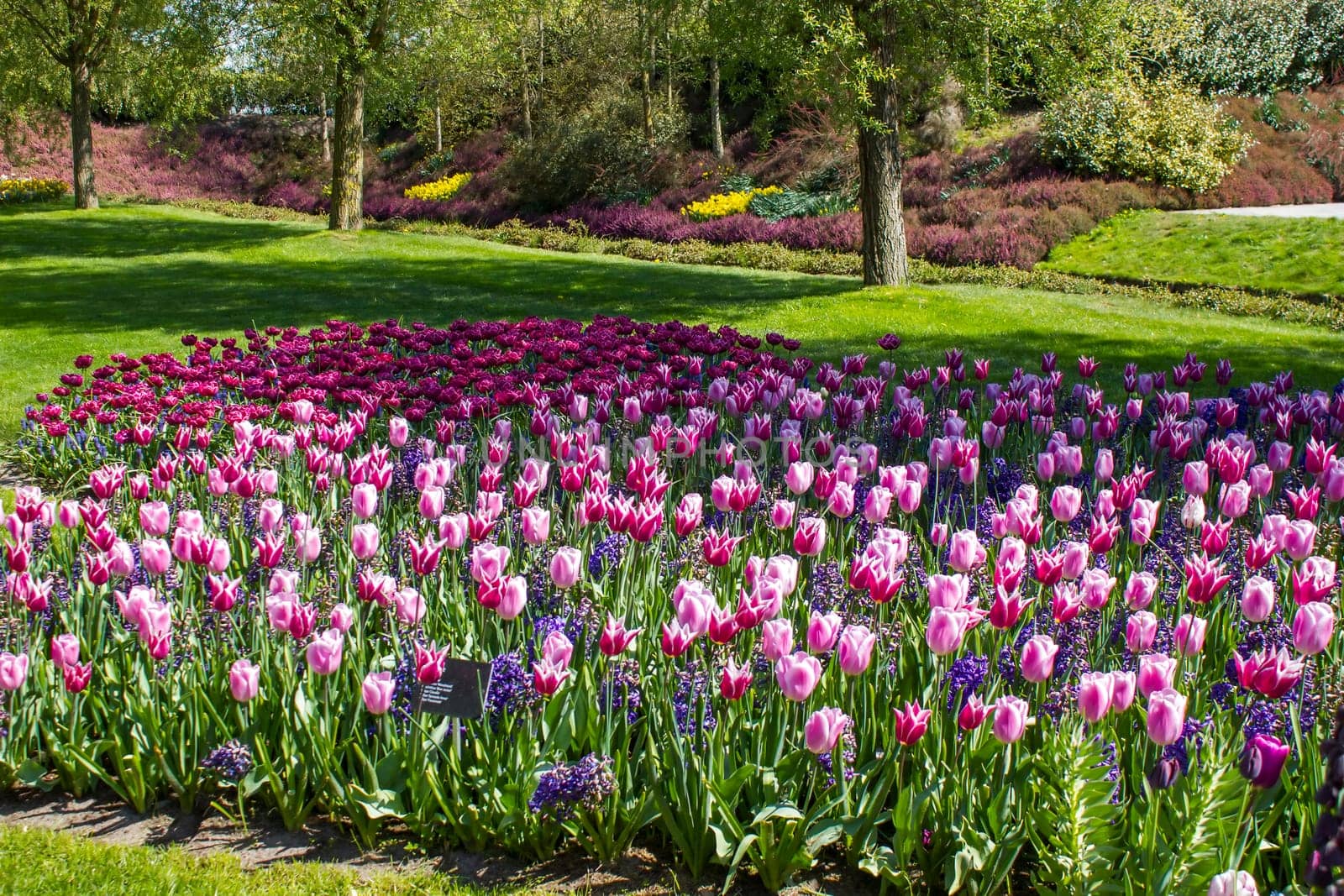 tulips flowers in the park - Keukenhof, the Netherlands