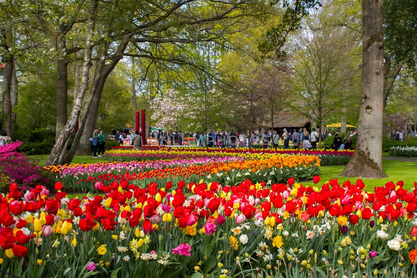 spring flowers in Keuhenhof in the Netherlands 