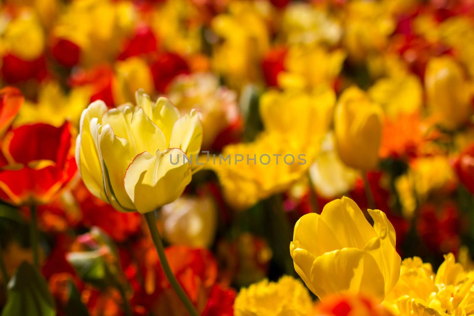 tulips flowers in the park - Keukenhof, the Netherlands