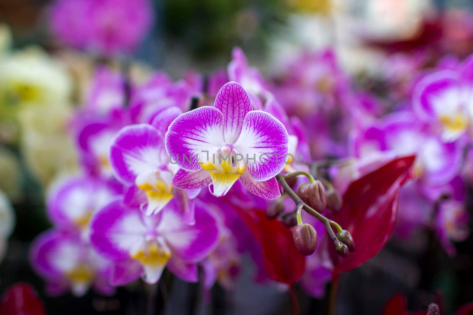 Beautiful colorful orchid  - phalaenopsis on blurred background