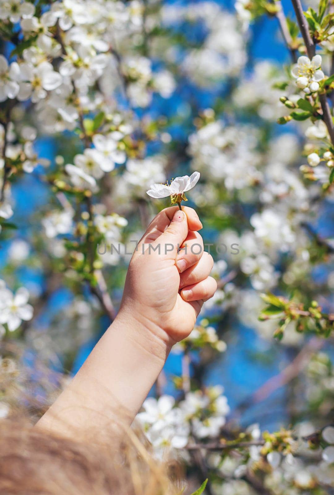 Child in a garden of flowering trees. Selective focus. kid.