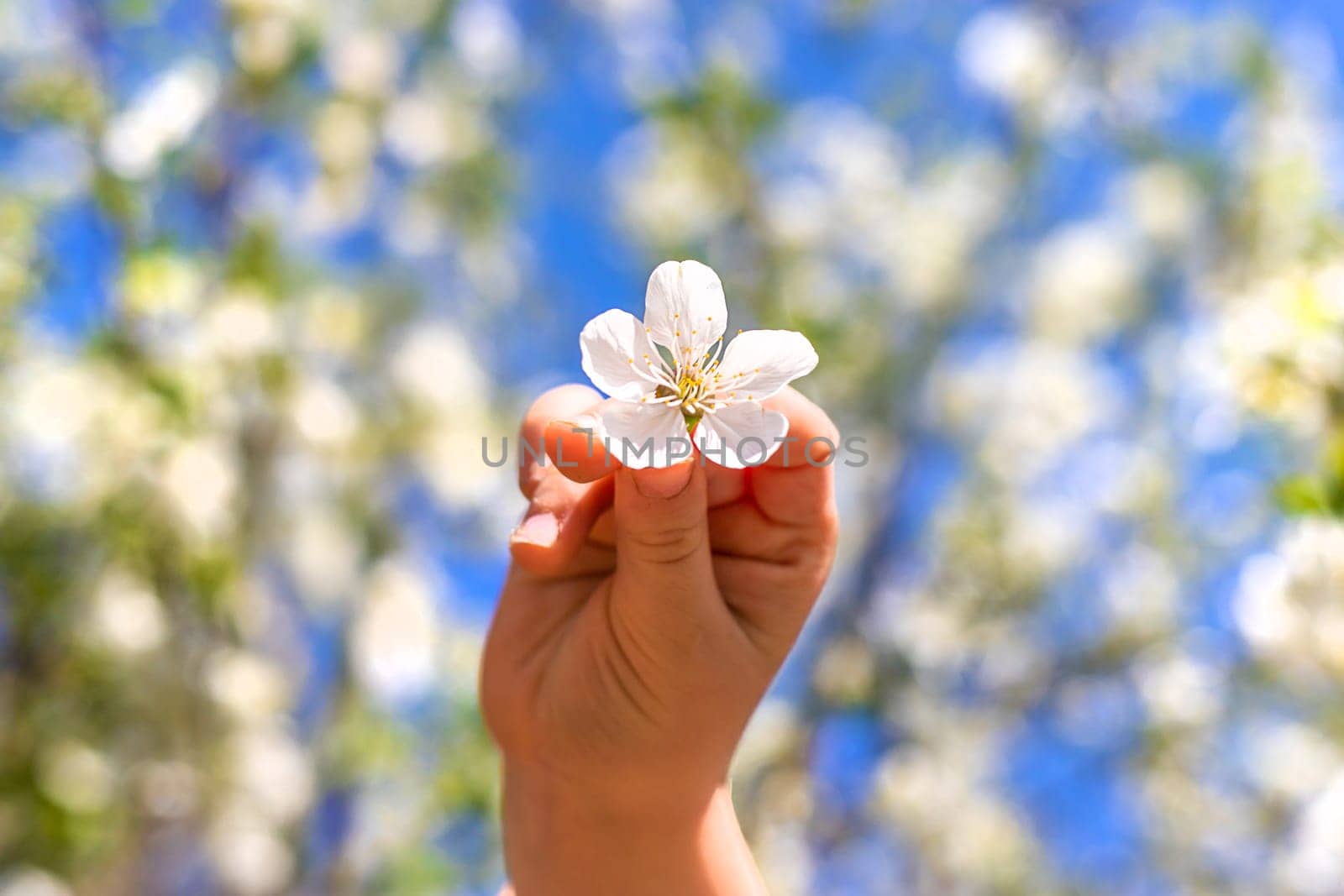 Child in a garden of flowering trees. Selective focus. kid.