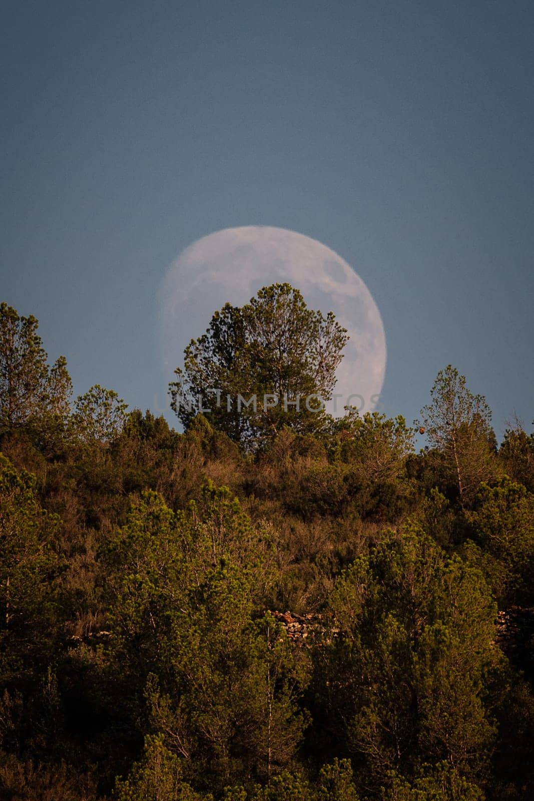 Full moon behind a mountain peak.Pine trees, sky with light, details of the moon's craters.