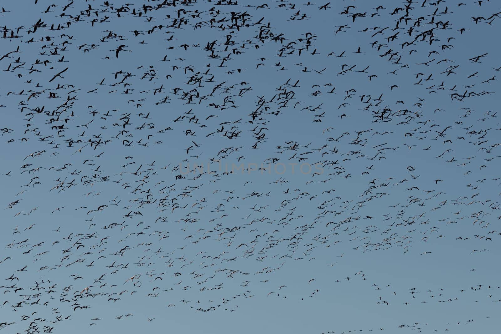 Azure Migration: Vast Flamingo Flock Gracing Blue Sky.Witness the awe-inspiring sight of a vast and numerous flock of flamingos gracefully soaring through the clear blue sky, painting a mesmerizing picture of natural beauty and avian grandeur