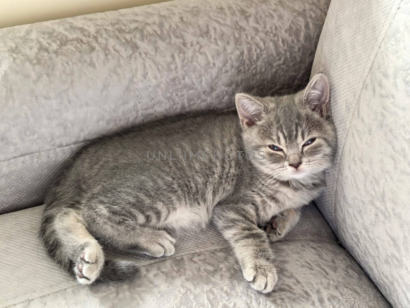 Gray kitten sleeping peacefully on a soft, textured sofa, appears relaxed and content. Made on smartphone.