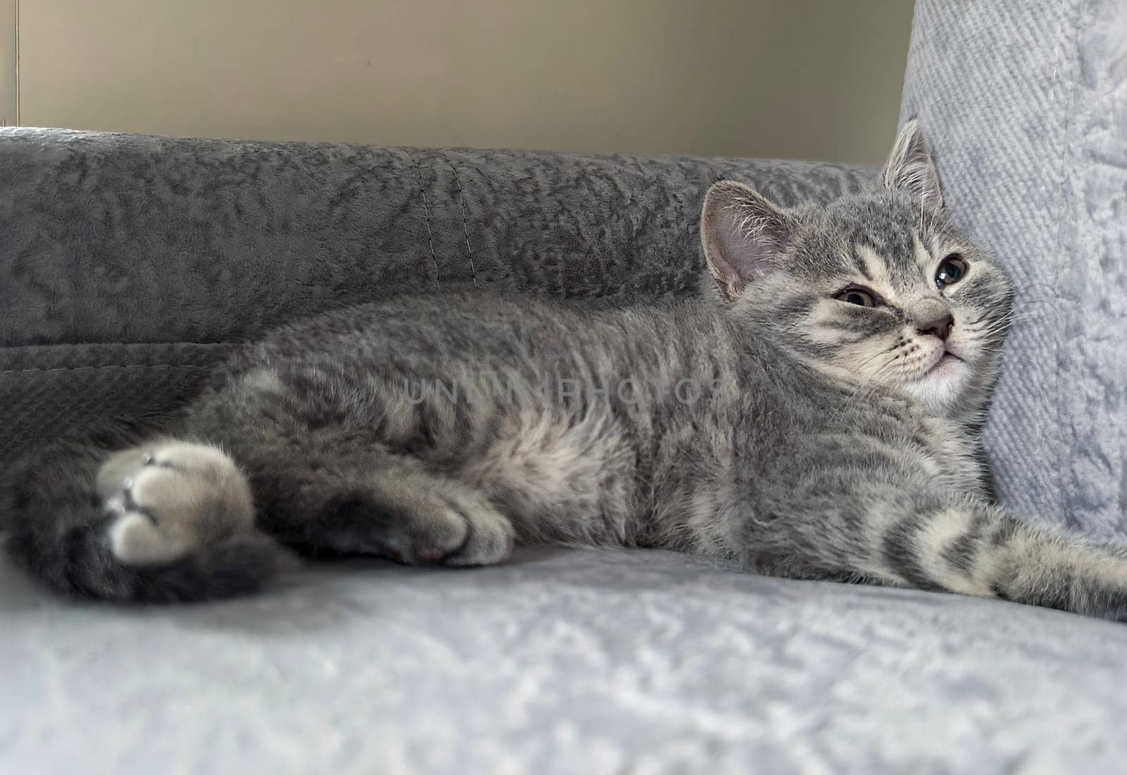 Gray kitten comfortably rests on a soft gray sofa, displaying a relaxed posture. Made on smartphone.