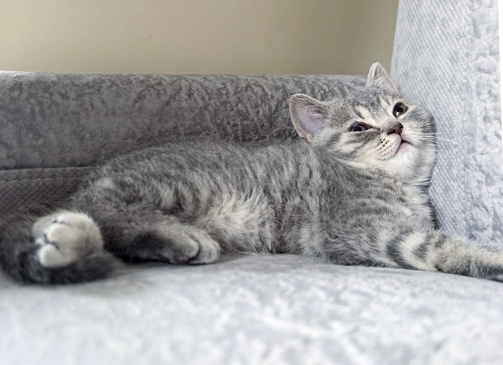 Gray kitten comfortably rests on a soft gray sofa, displaying a relaxed posture. Made on smartphone.