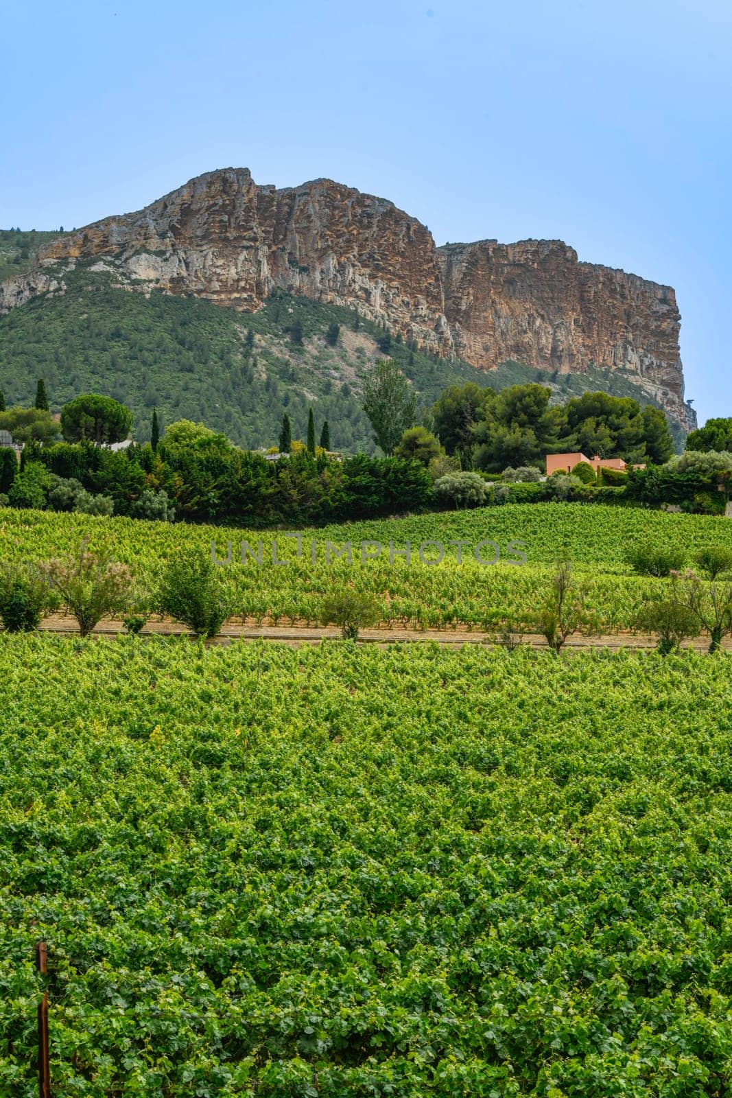 France, Cassis, Vineyard Domaine du Bagnol, AOC Cassis. High quality photo
