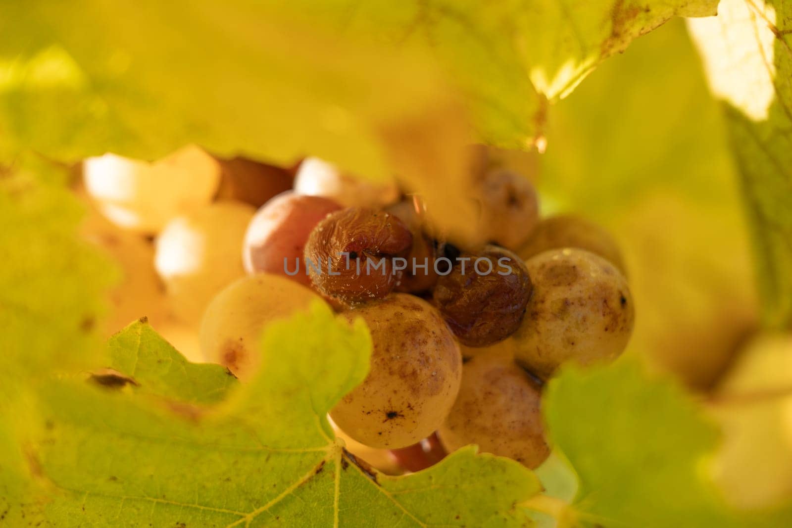 Noble rot of white wine grape, botrytised grapes in sunshine, Sauternes, France. High quality photo