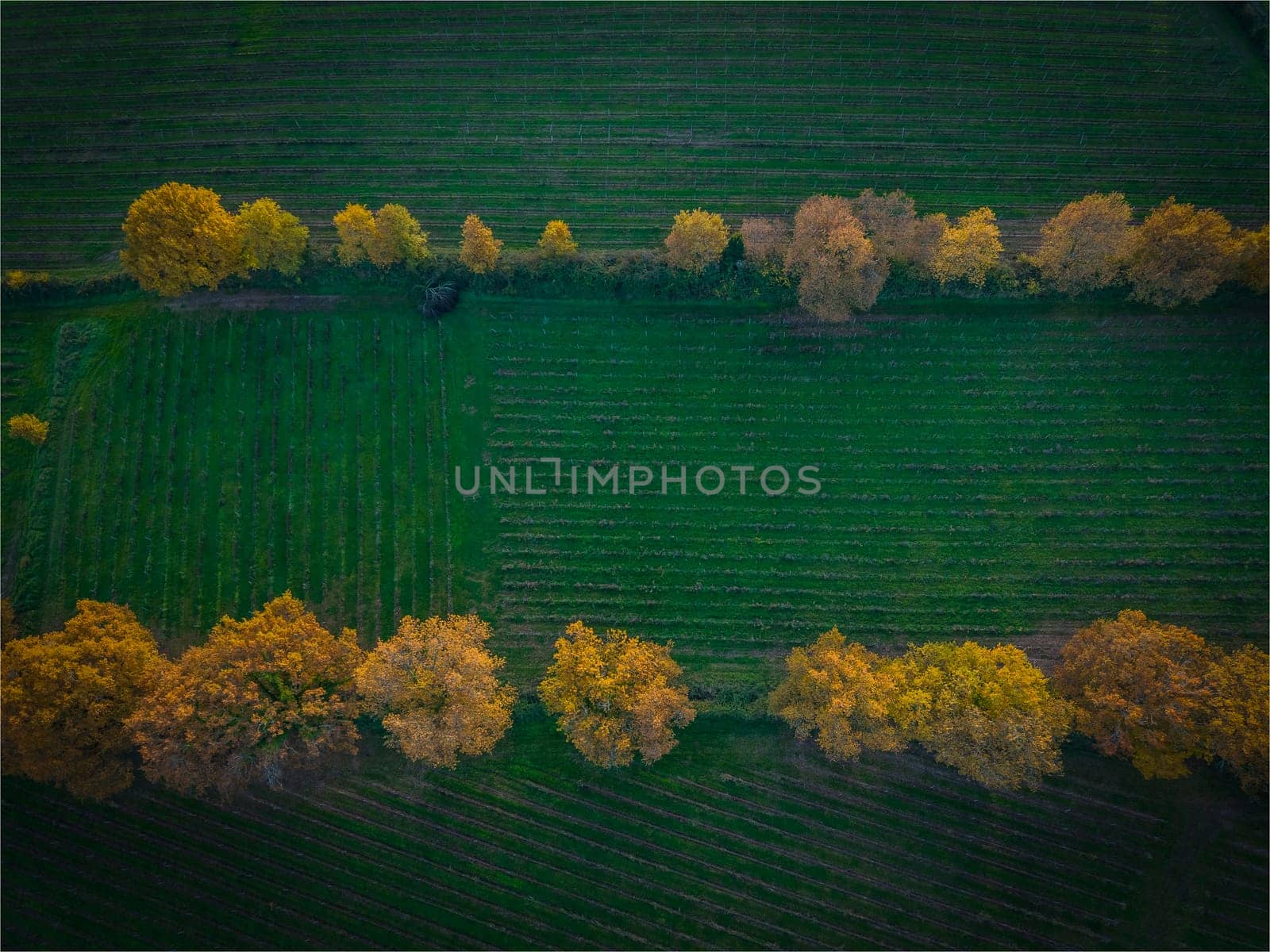 France, Gironde, Tabanac, Aerial view of the vineyard and wooded areas of Chateau le Pic in the Bordeaux vineyards at sunset. High quality photo